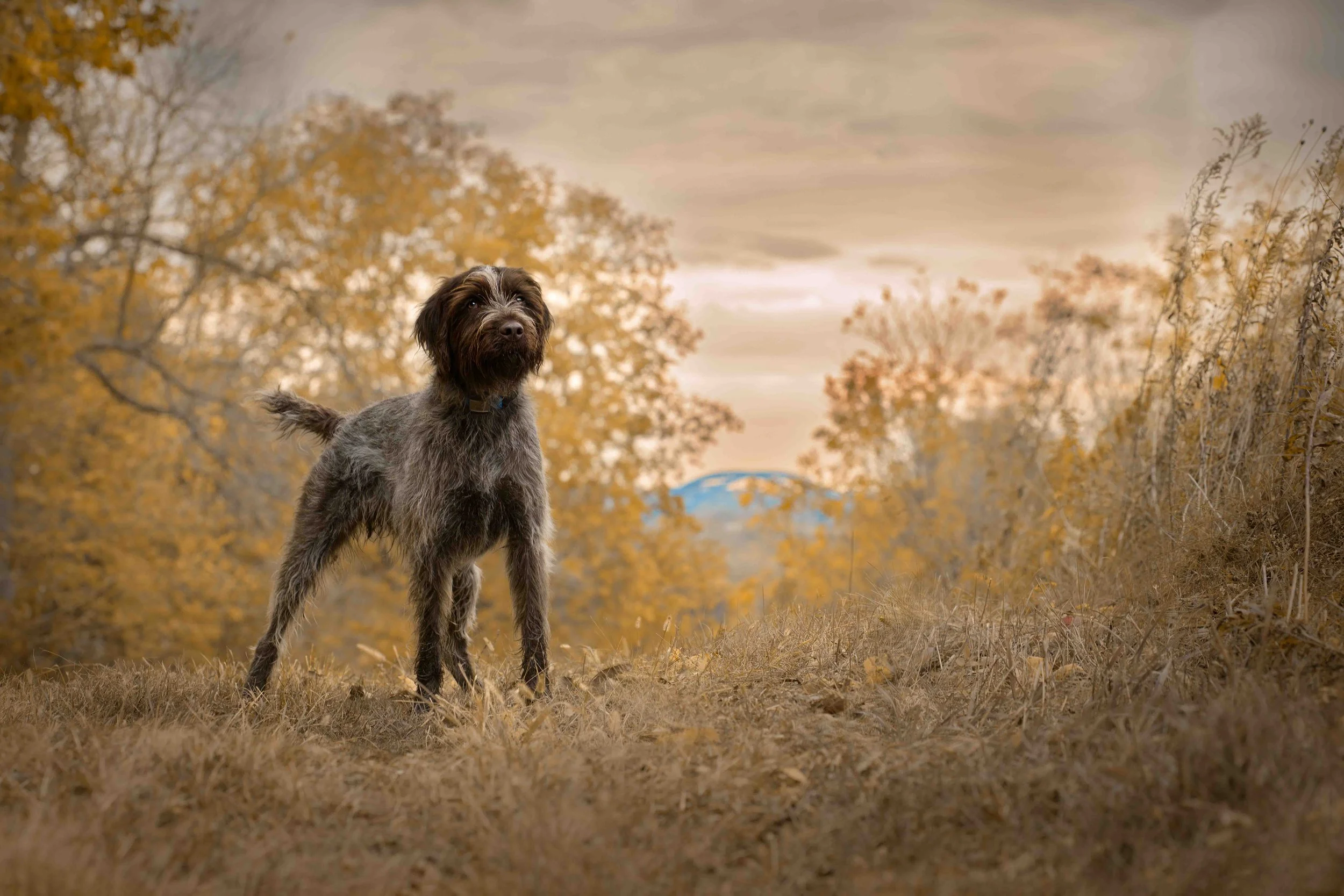 Dog Photography Pet Photography Quad Cities IA IL -17.jpg
