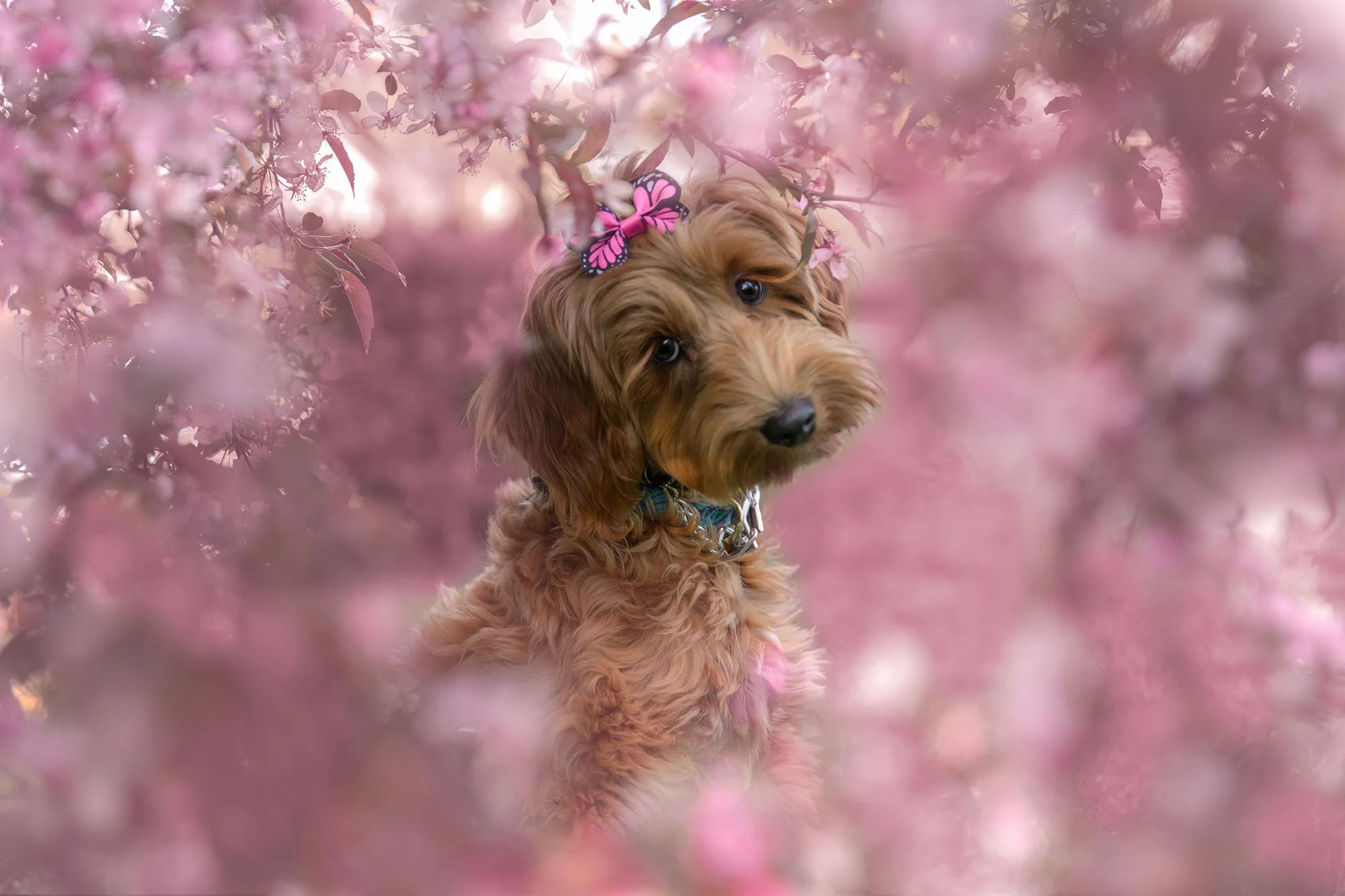 Capturing Puppyhood Before It Changes: Clare Noelle's Story | Quad Cities Pet Photography 