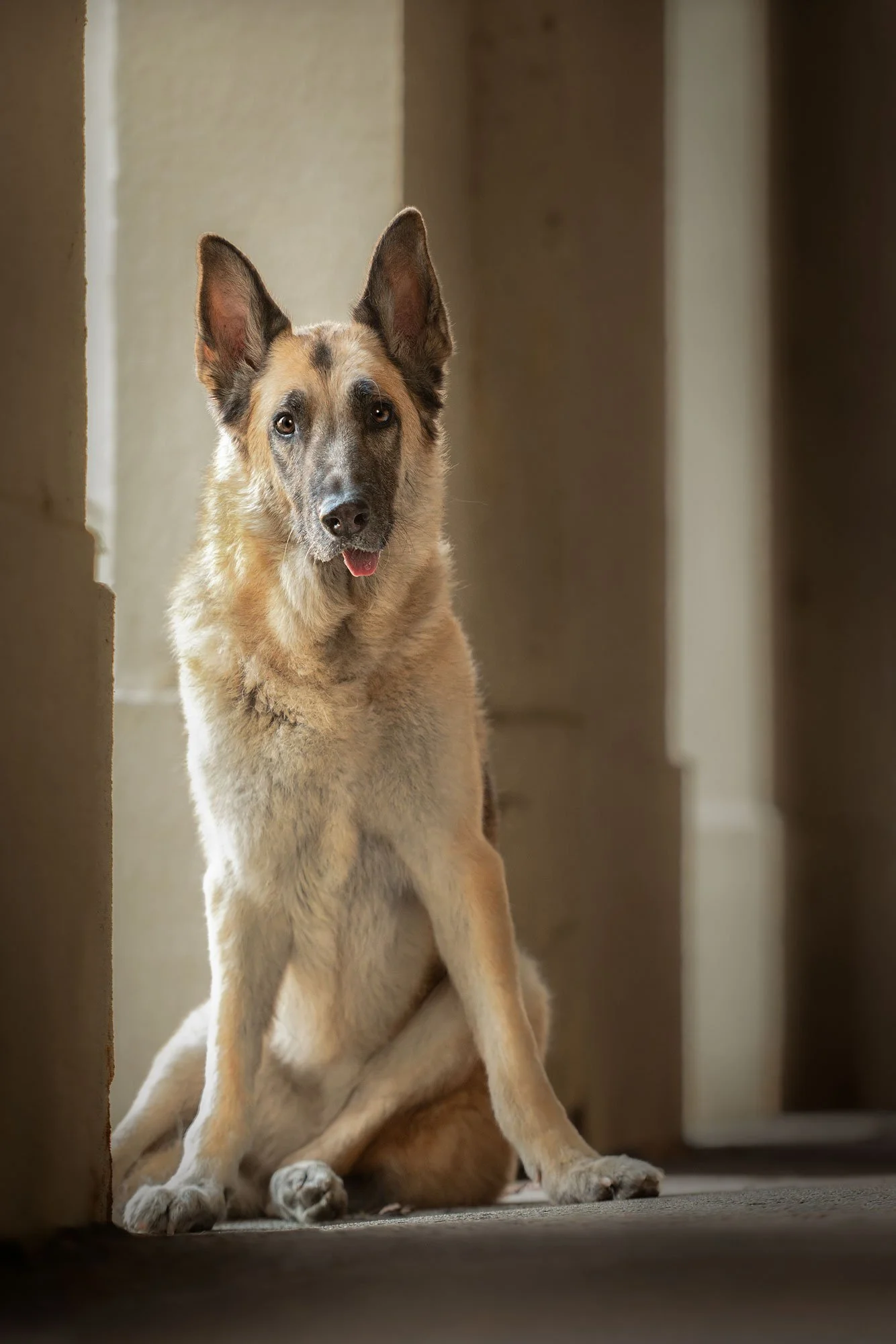Pet Photography Illinois German shepherd