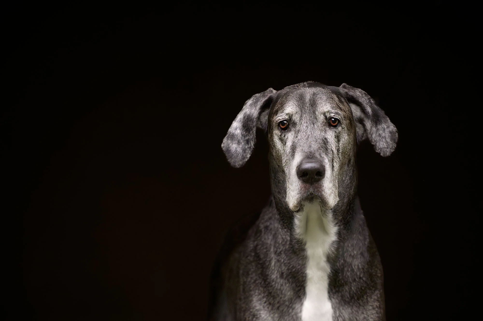 Pet photography quad cities great dane against black background