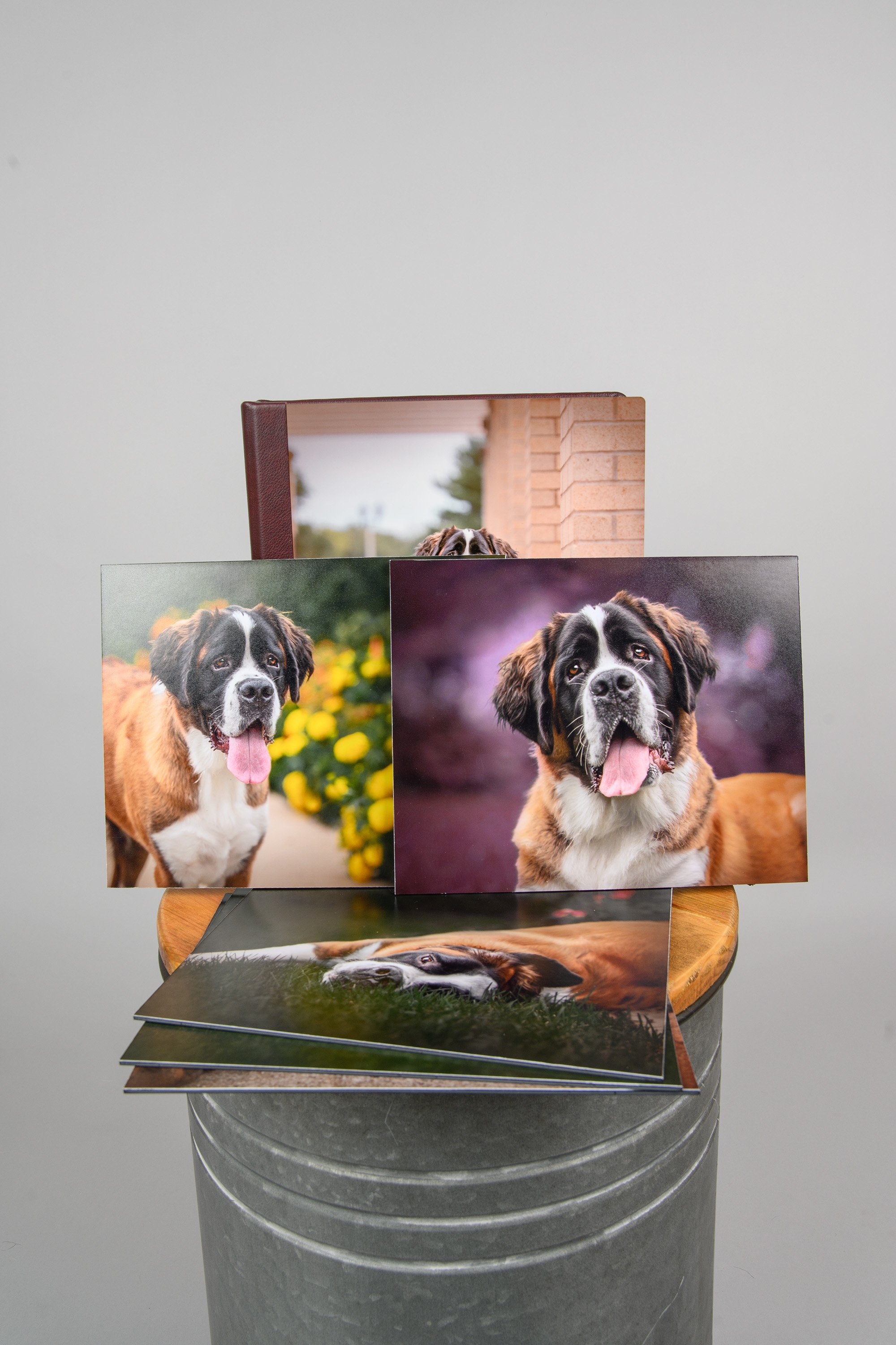 Box Potrait Private Sessions » MJ Pawtography Dog Photography in Quad City IA/IL