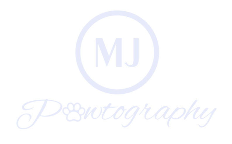 MJ Pawtography Dog Photography