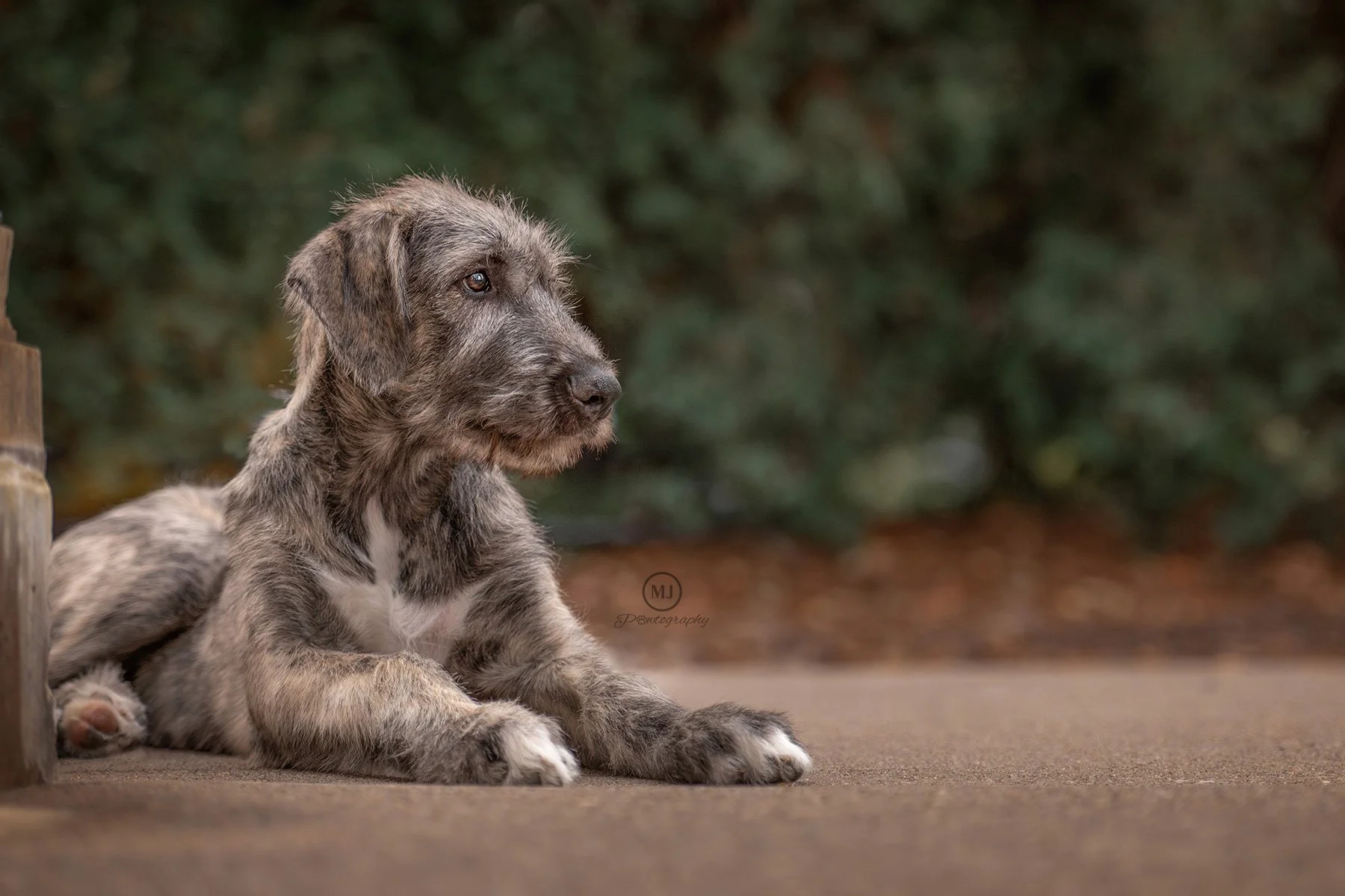 Pet Photography of Irish Wolfhound puppy laying on stone path in Vander Veer Park