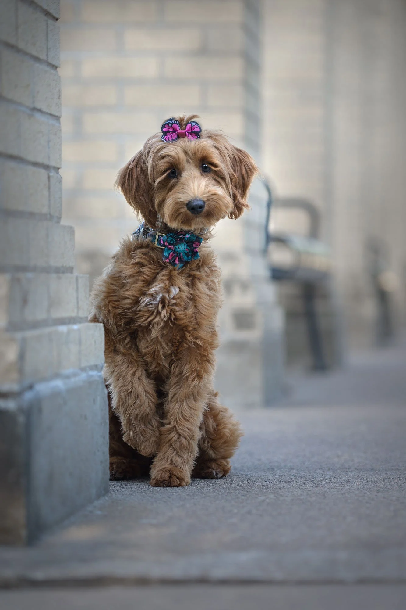 Pet Photographer of mini poodle by stone column at vander veer park