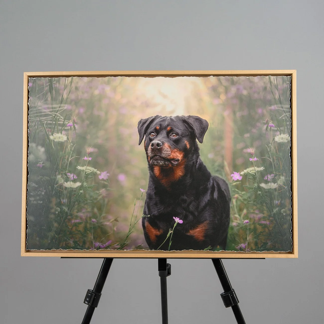 Dog-Photography-Dog-Studio-Photography-Geneseo-Illinois-USA-Quad-Cities-Davenport-Moline-Wall-Art.jpg