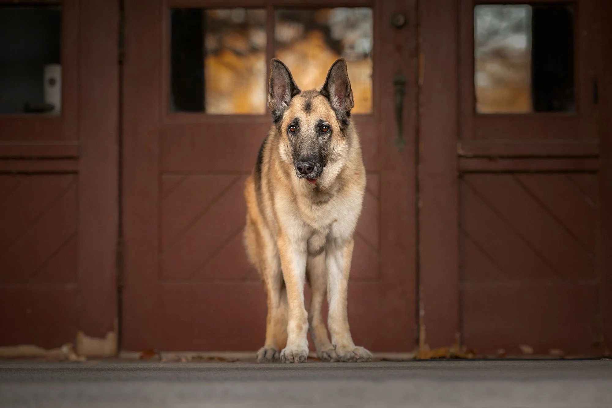 Pet photographer quad cities german shepard in front of rustic red door
