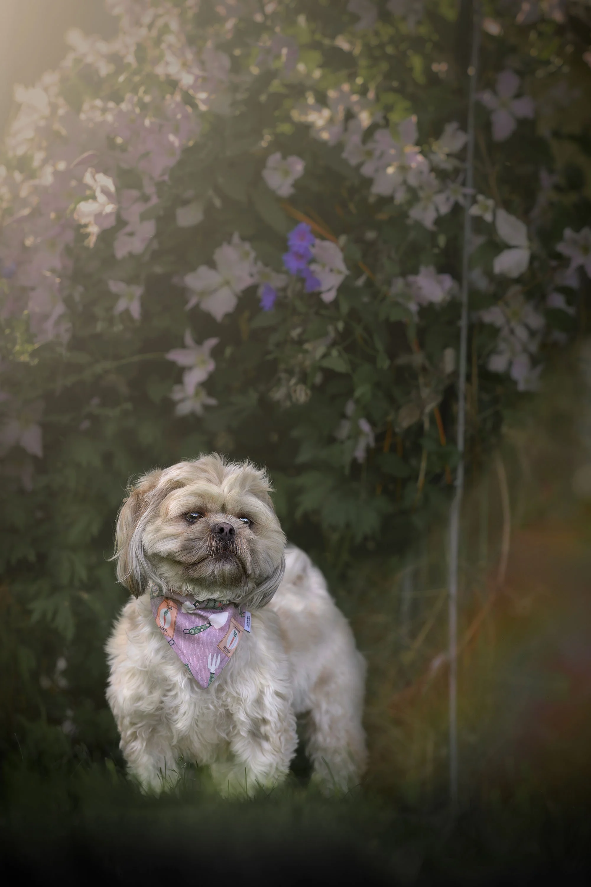 Pet Photographer Quad Cities Shih tzu in Miss Effie's flower garden