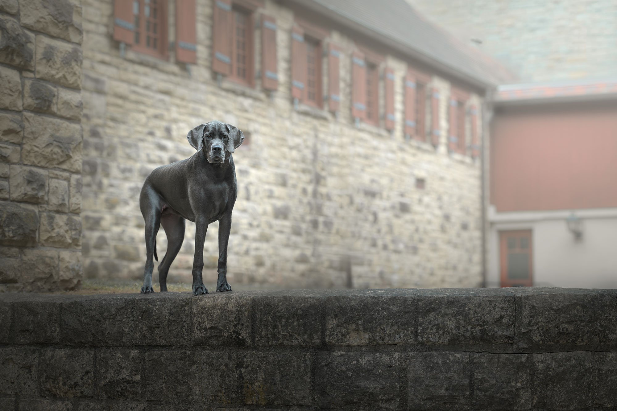 Pet photographer quad cities illinois iowa great dane standing on stone wall in front of historic building