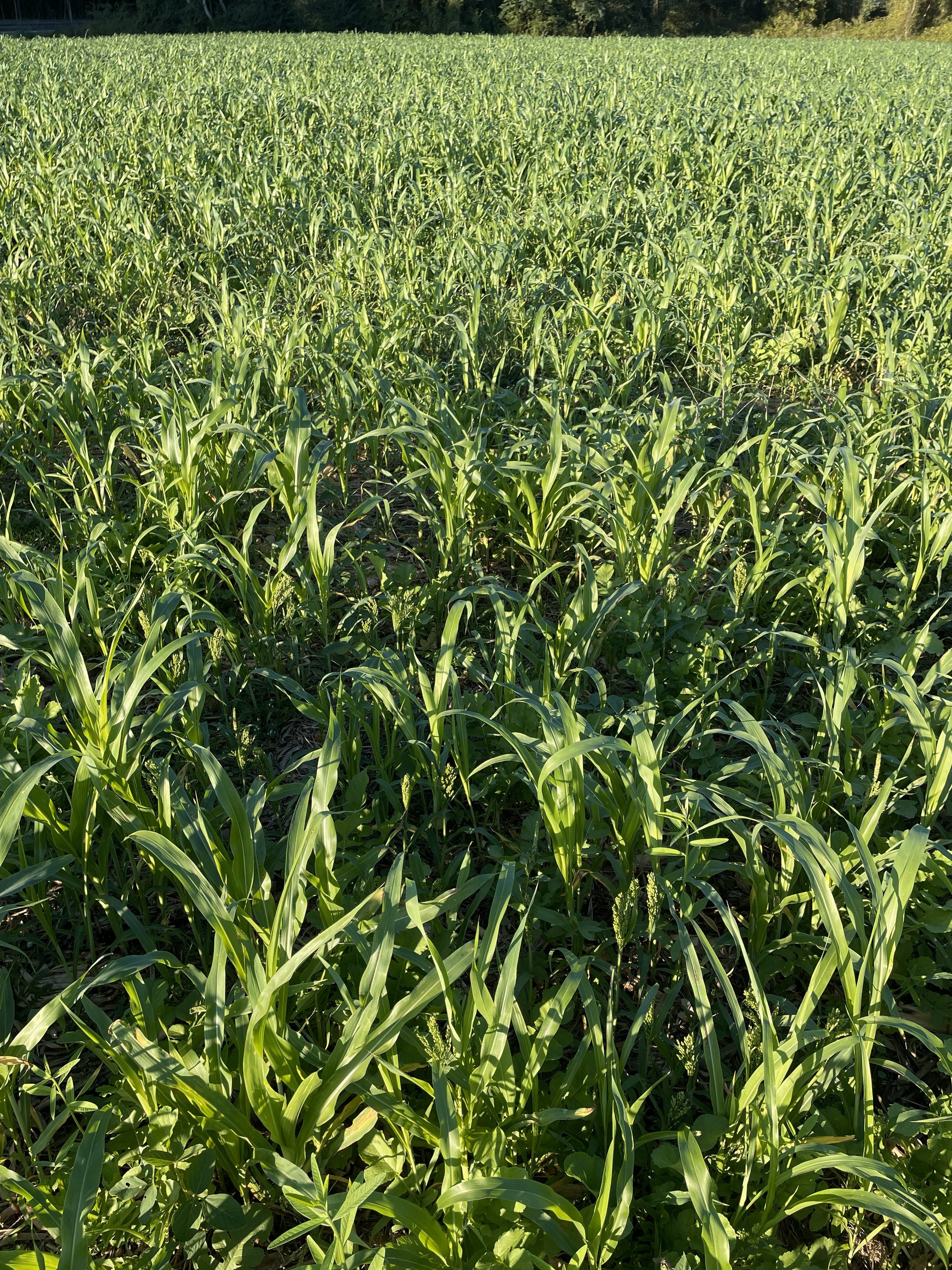 Farmer Roundtable - Using Biosolids to Improve Soil Fertility and Soil Health
