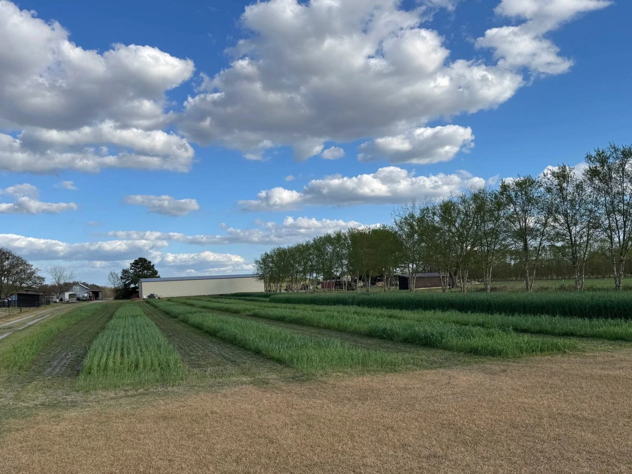 Warm Season Cover Crop Plot Tour
