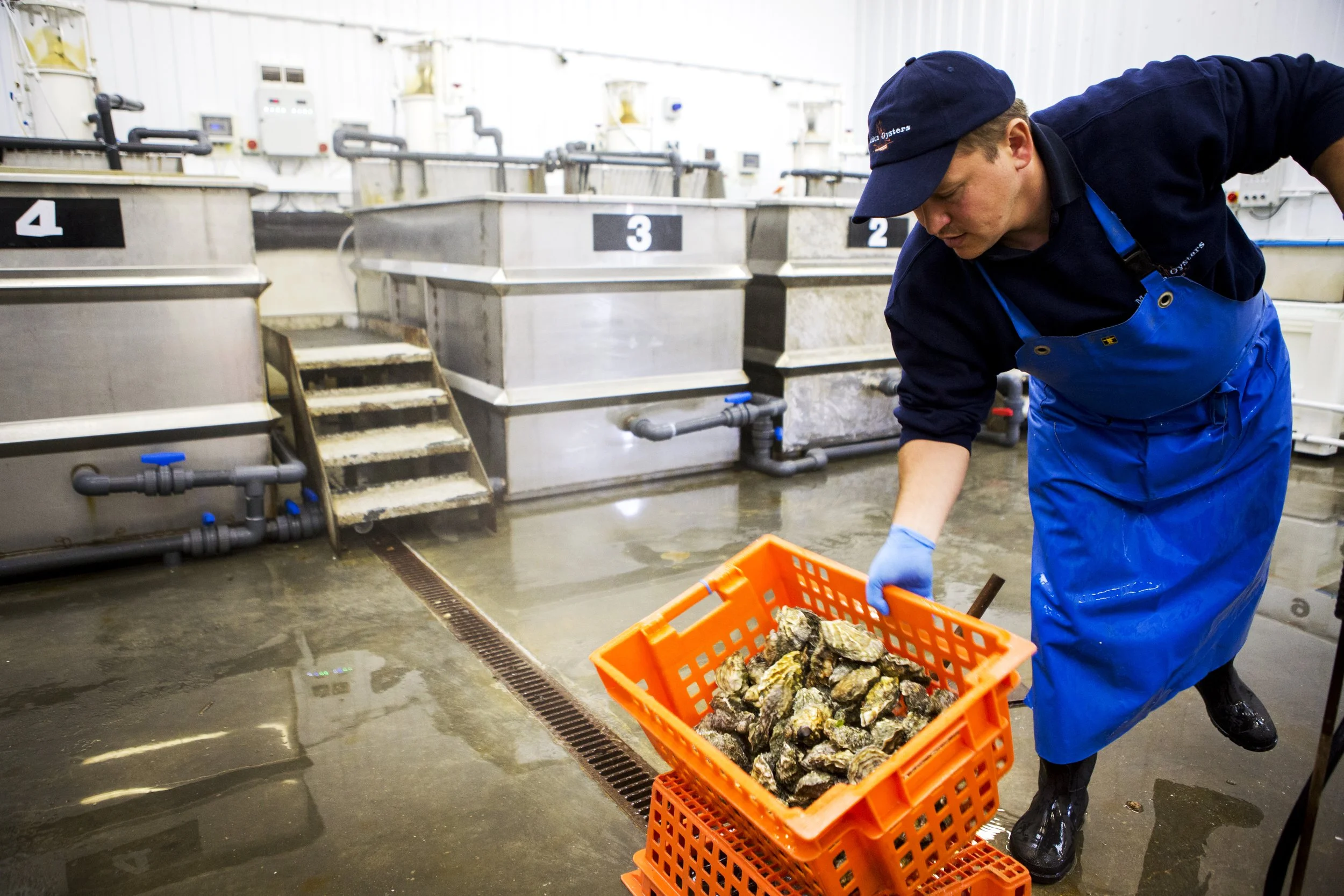 Maldon Oysters -Sept'15-1858 SOP.jpg