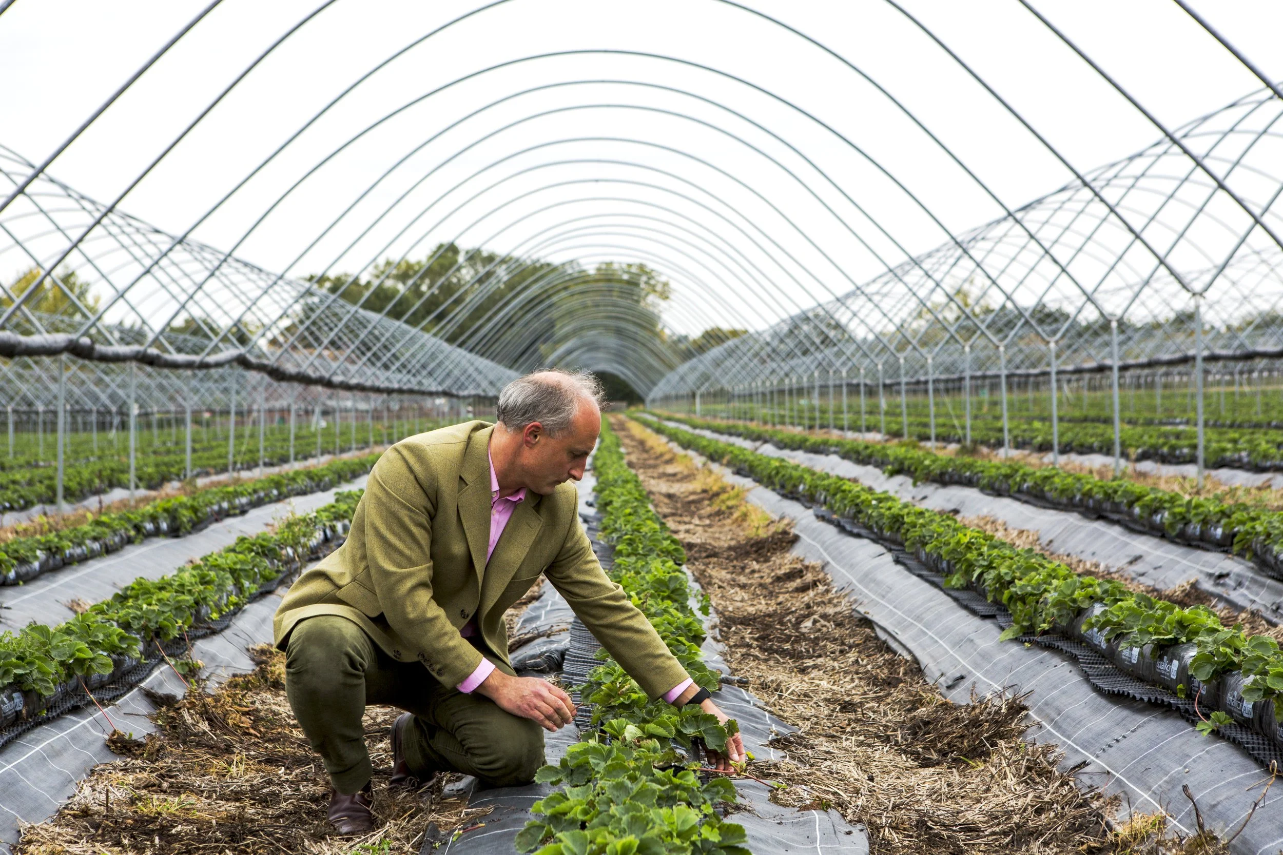 Wilkins Strawberry fields, Goldhanger - Oct'15 - 4430 SOP.jpg