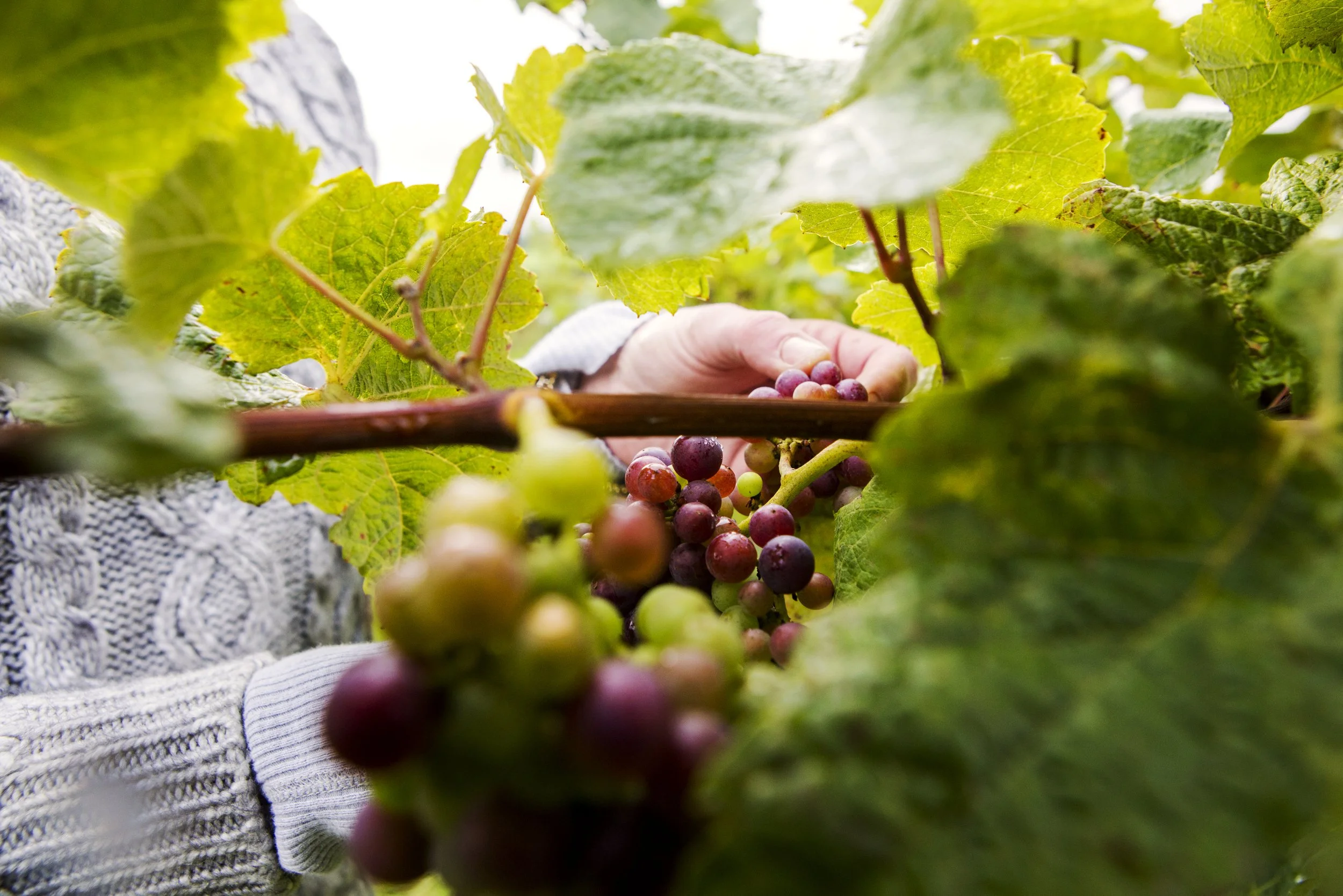New Hall Vineyards, Purleigh -Sept'15-1876 SOP (2).jpg