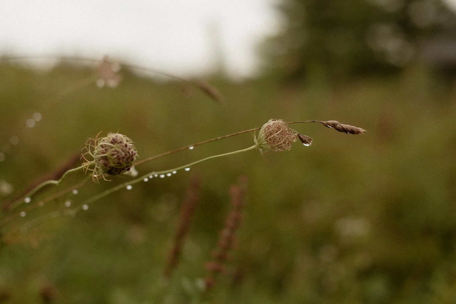 DSC_2082-4.jpg