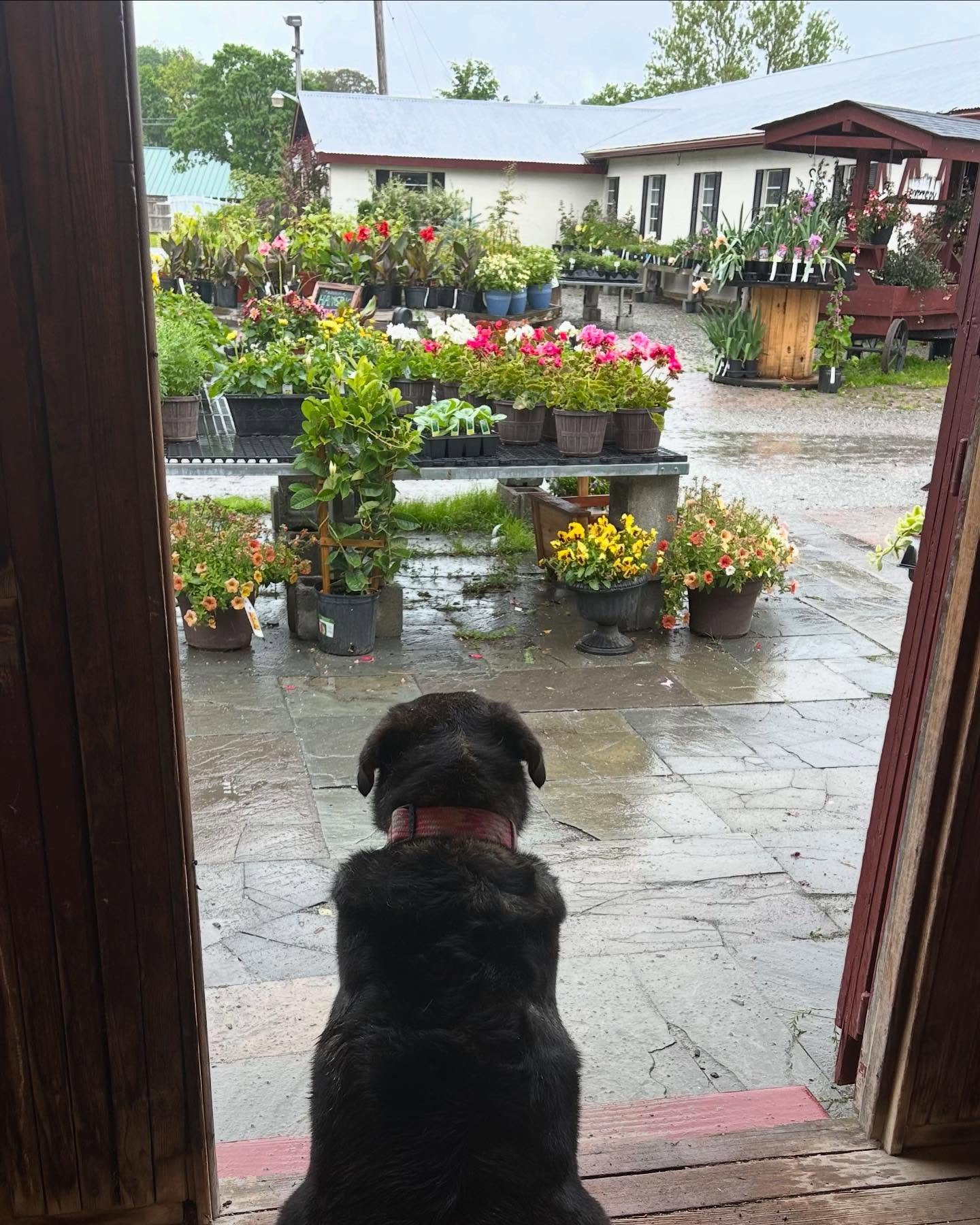 Bailey&rsquo;s been watching the rain, hoping for some sunshine. 🌧️🐾

Memorial Day weekend is here, and we&rsquo;re ready&mdash;rain or shine! The yard is full of color and we&rsquo;d love to see you.

Stop in, say hi to Bailey, and grab something 