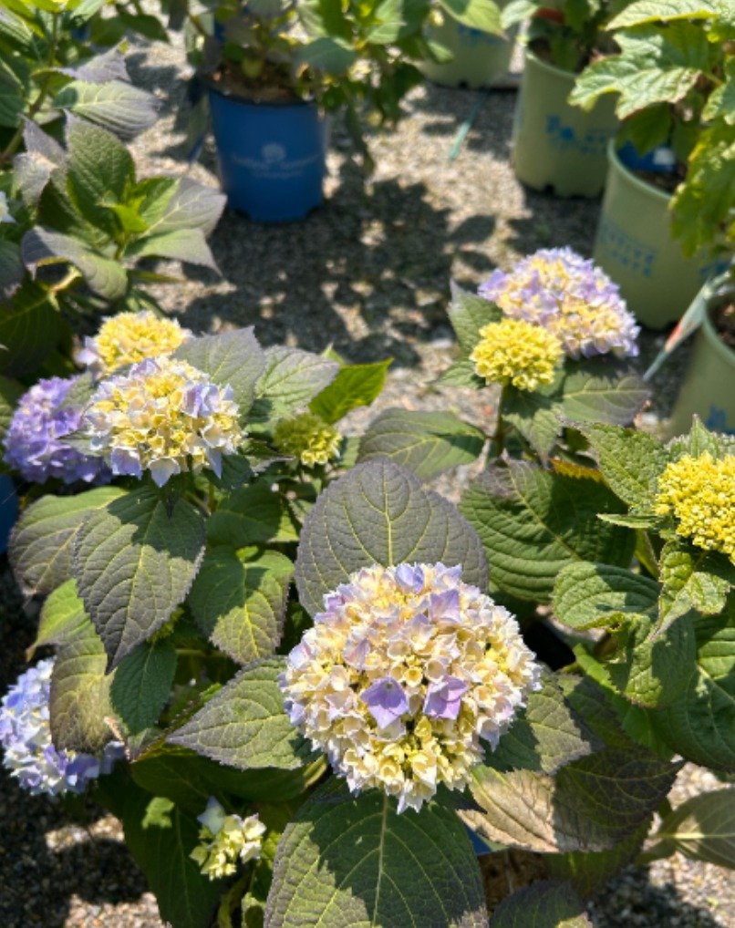 Let us help you pick out the perfect hydrangea! We have many colors available and varieties including little lime, vanilla strawberry, fairytale bride, oak leaf hydrangea and climbers!