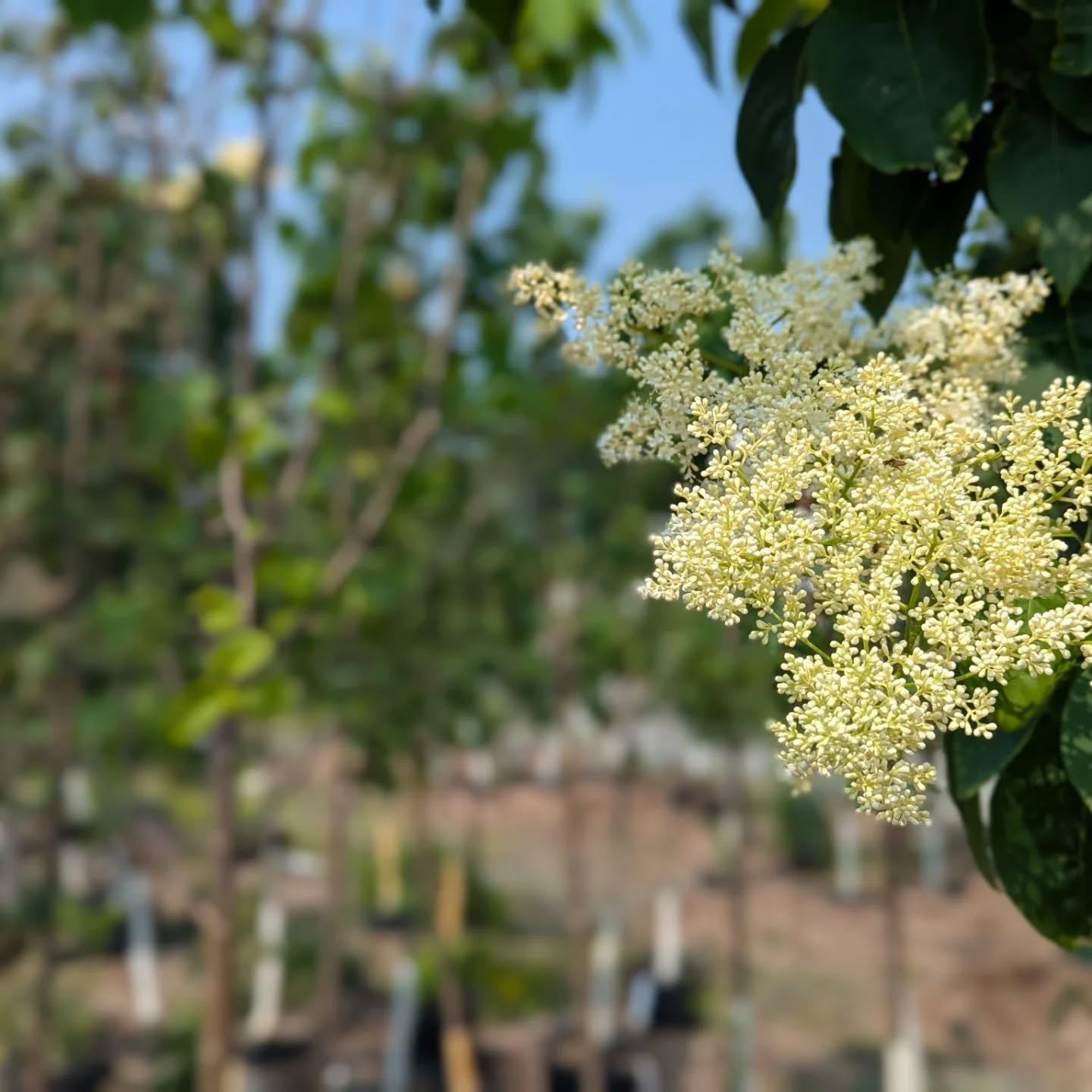 An idea for dad: trees &amp; shrubs are 20% off til Monday! We have a huge selection available and it's a beautiful day to walk around the garden center. Come visit us and ask a staff member to help you select a healthy plant that will thrive!