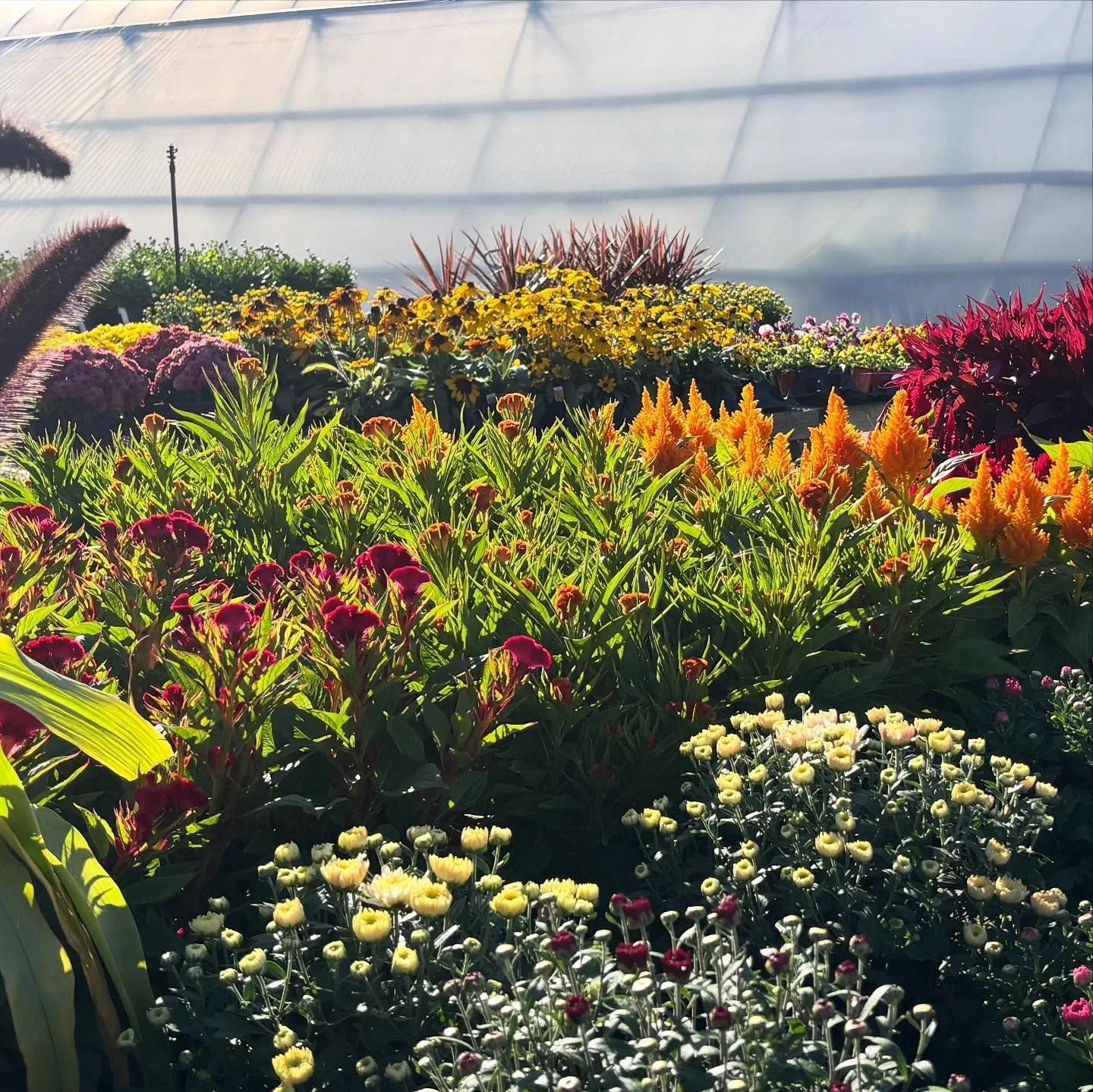 Pumpkins ✔️ Mums ✔️ Fall feels ✔️