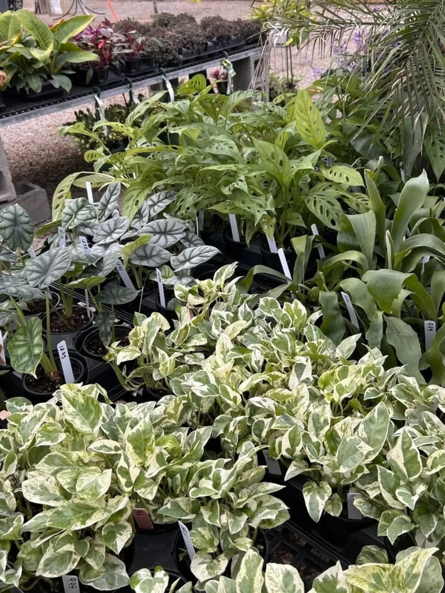 HELLO new tropical houseplants! 🪴

Rattlesnake calathea
Pink philodendron
Fittonia
Chinese money plant 
Pepperomia funky frog
and more varieties!

Check out the full selection in the greenhouse!