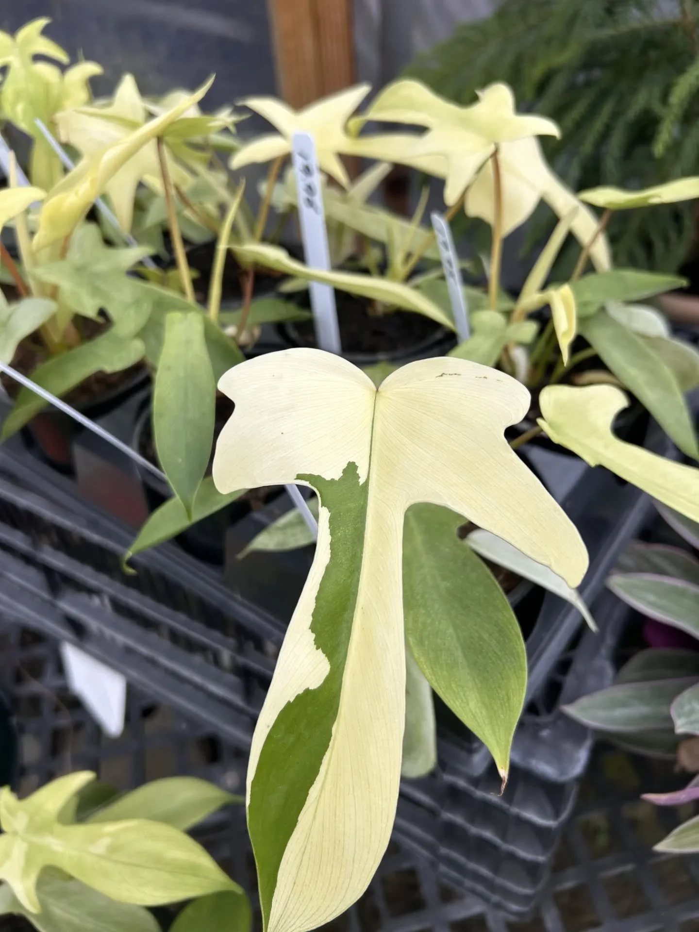 Meet our October Plant of the Month -- the rare Florida Ghost Philodendron! We're excited to have this hard to find variety in stock for our houseplant lovers! 

The Florida Ghost Philodendron loves bright, indirect light and moist soil. They're easy
