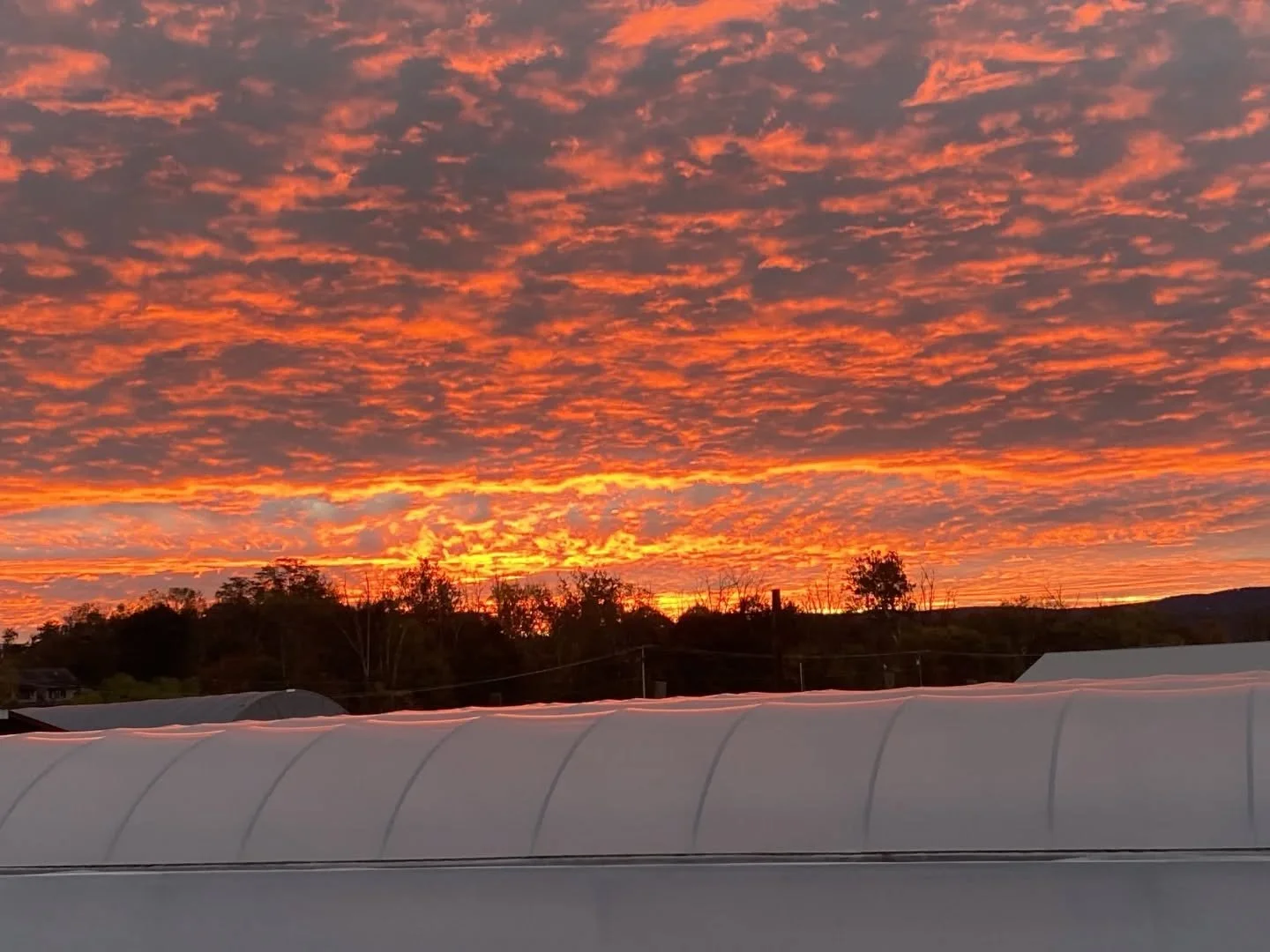 Good morning! ☀️ We had a great view of the firey sunrise over the greenhouses this morning. Always in awe of the beautiful creation we get to witness from the farm. Happy Saturday, all!