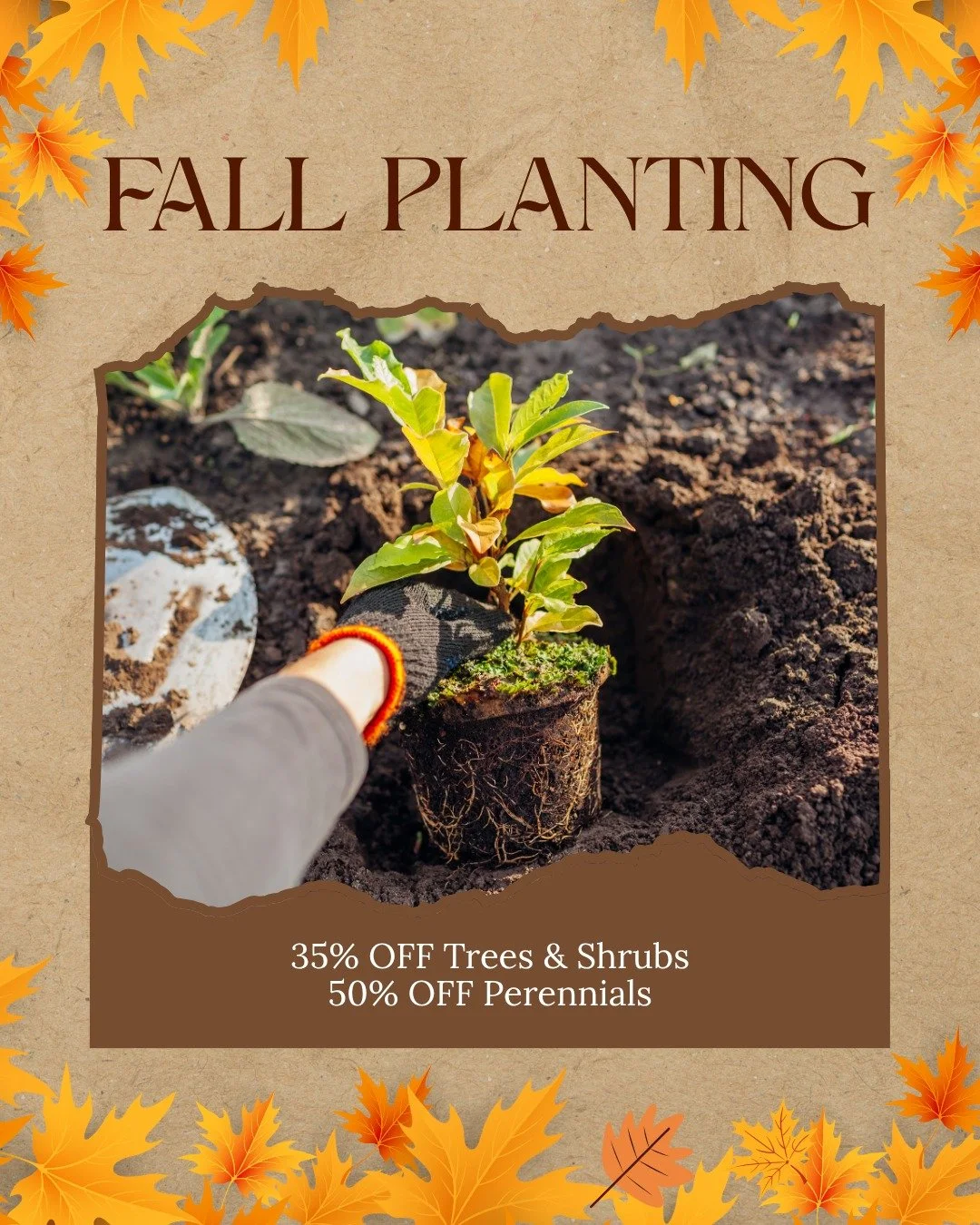 The weather may be cooling down, but fall planting season isn’t over yet! Warm days mean the soil is still soft, making now the perfect time to plant trees, shrubs, and perennials before winter.
Even better? Trees & Shrubs are 35% OFF and