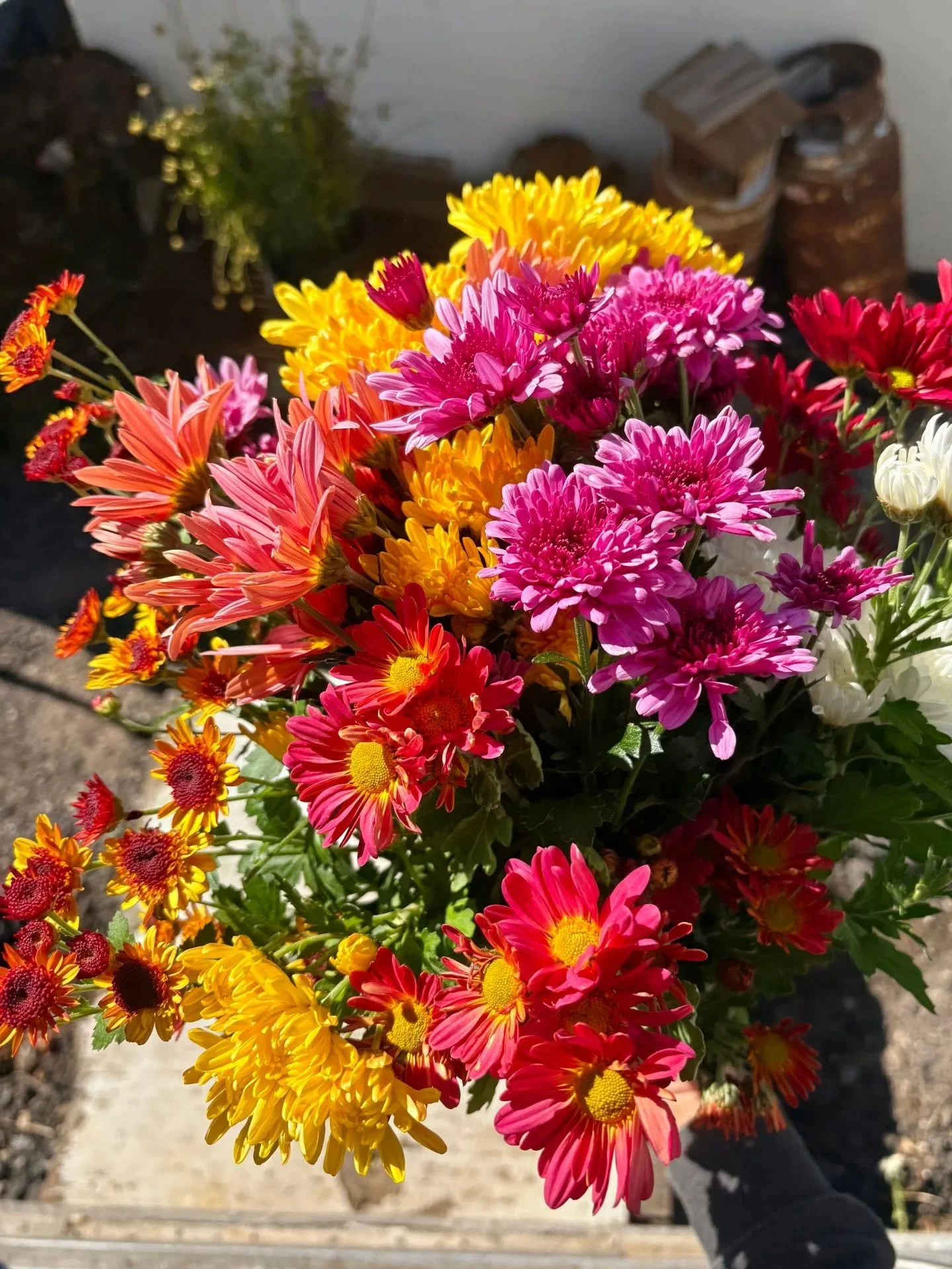 Mum bouquets are now $10! Come pick up a pop of color!