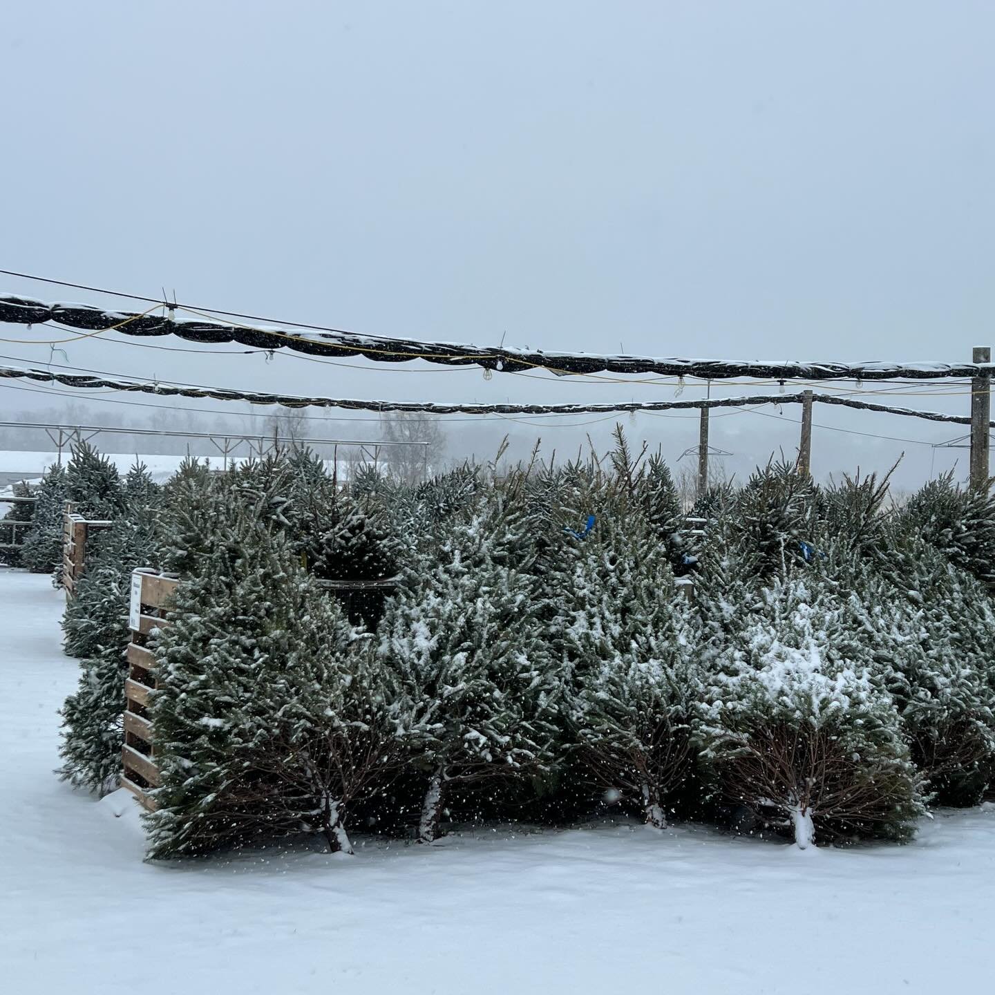 1st snowfall of the season! ❄️
The snow might be piling up outside, but inside we are bursting with the vibrant colors of Christmas! From fresh Christmas greens to bright poinsettias and festive holiday plants, the greenhouse is glowing with warmth a