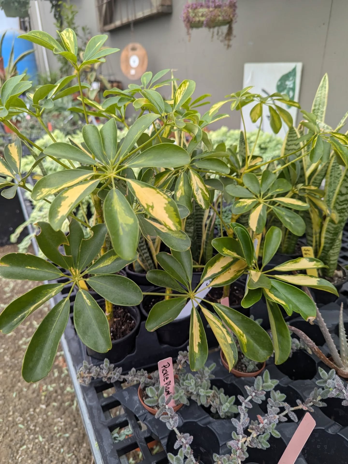 Some tropical plans to brighten this dreary day 🌸 

If you're looking for a last minute gift (or want to treat yourself!), come browse the selection of tropical houseplants in our greenhouse!