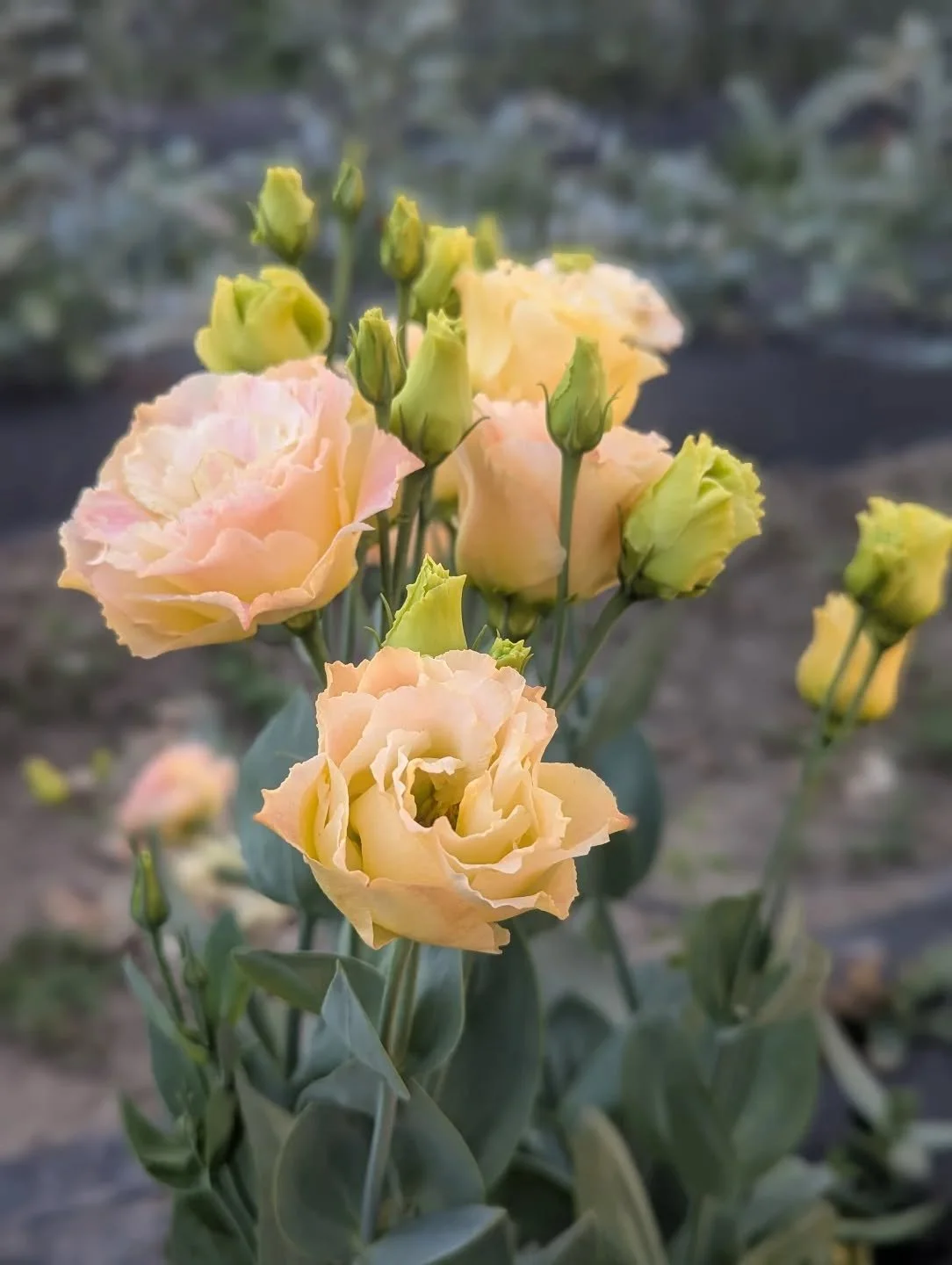 These cold winter days have us dreaming of brighter, warmer days on the farm, when the gardens are alive with color and the rows are full of fresh blooms. The pastel colored Lisianthus is one of our favorite flowers we grow in our fields. The elegant