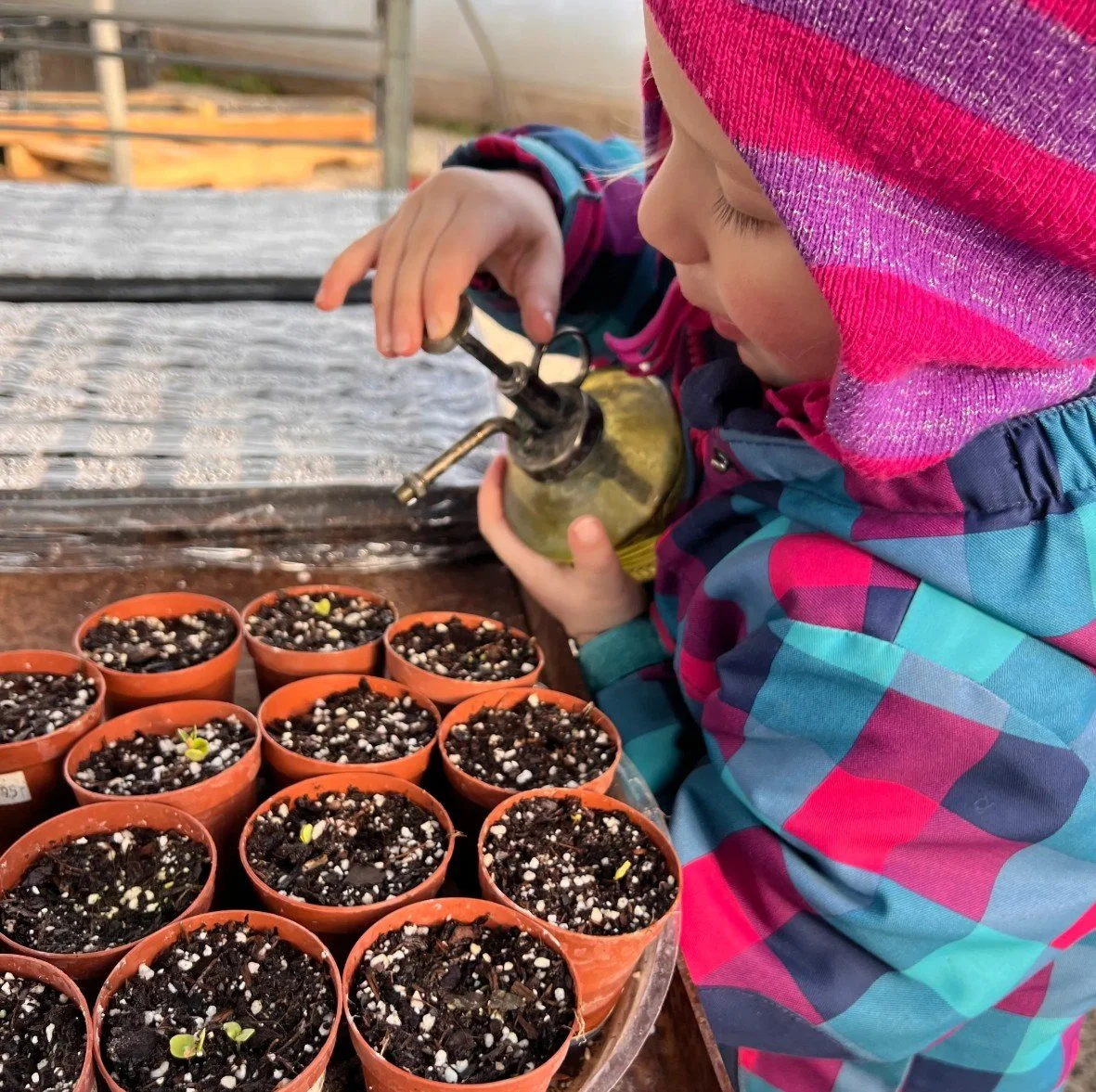 Some of the first signs of spring in the greenhouse! 🌱 These seedlings will be getting lots of love and care over the next several weeks!