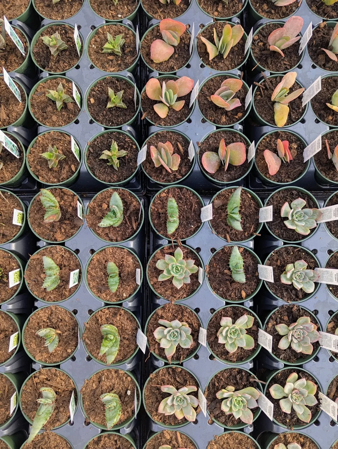 Something satisfying about watching things grow in rows 🌱🌱🌱