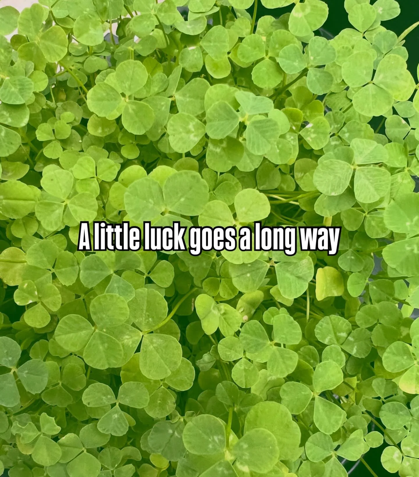 Did you know? 
Clover has been a symbol for generations, each leaf representing something we all need a little more of&hellip;

✨ Faith
✨ Hope
✨ Love
✨ And a little Luck

But what we love most?
It&rsquo;s a reminder that even the smallest things can 