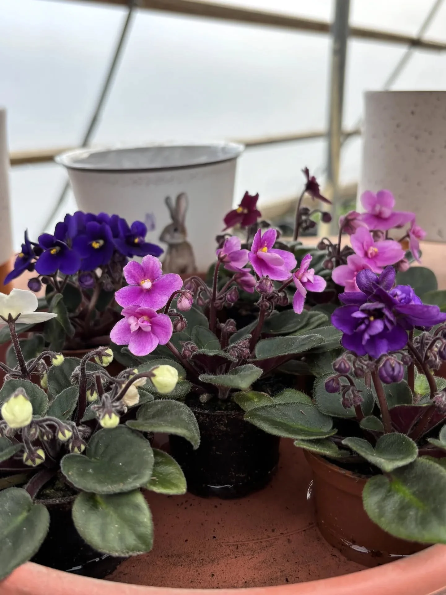 Greenhouse Saturdays continue tomorrow and there's SO much to see! Lots of fresh color, new houseplants, and seeds sprouting. Visit us to check out the progress and to pick out some spring flowers!