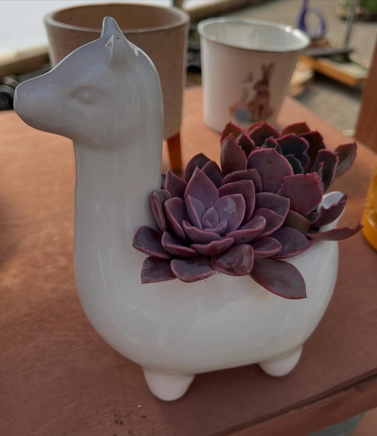 No prob-llama&hellip; just plants 🌿🦙

But really&hellip; how cute is this little guy!!
The perfect mix of fun, paired with a low-maintenance succulent = an easy win for any space.

Perfect to gift or to bring some joy to your home! 

Be honest&hell
