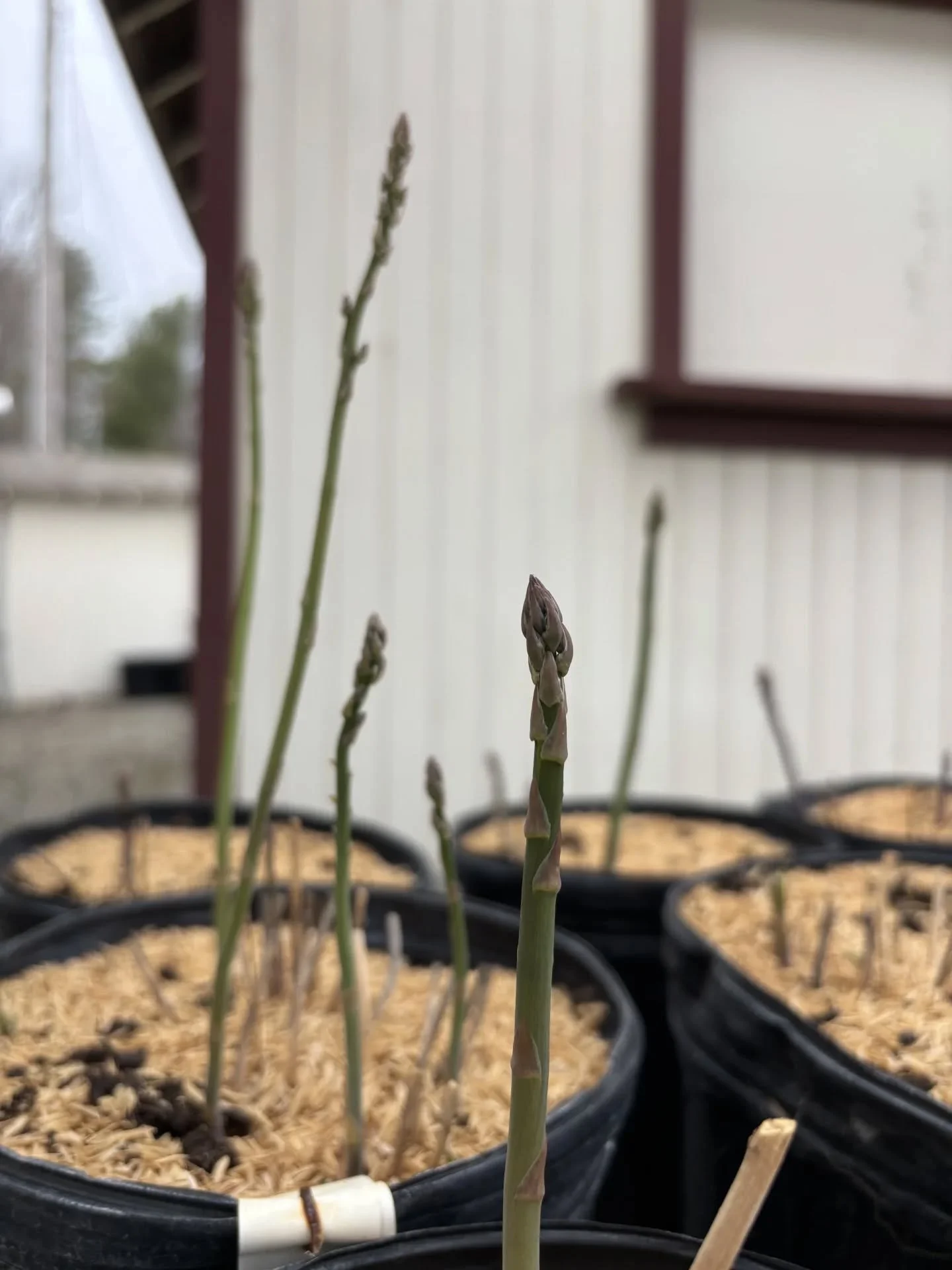 Greenhouse Saturdays continue today from 10-12! We've got a lot to show off in the greenhouse today including new growth (like this asparagus!) and new spring plants ready for you to take home.🌷