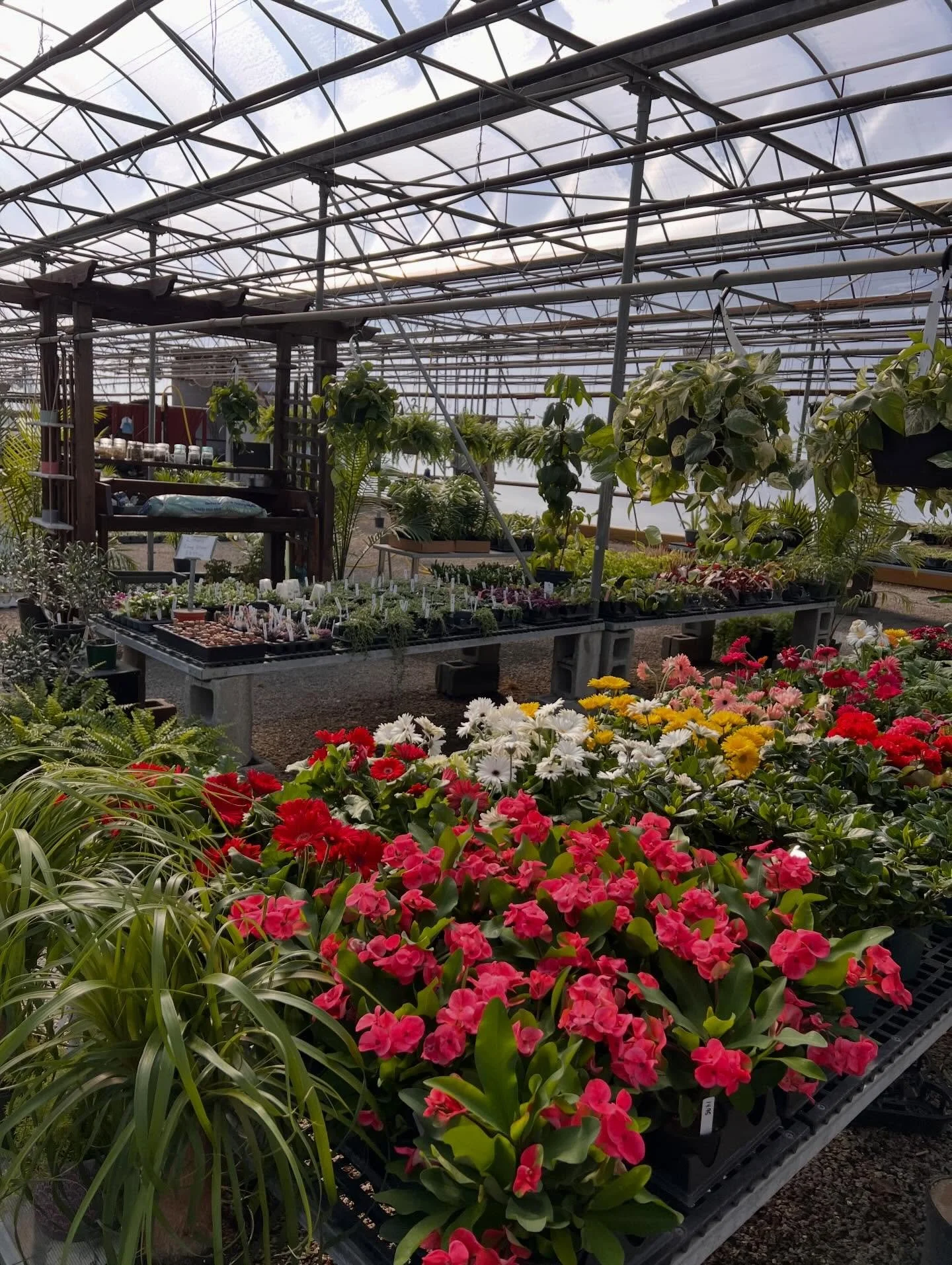 The chilly days have dragged on long enough 🌿
Ready for a little burst of happiness?

Come stroll the aisles of our main greenhouse, where plants are growing more lush and vibrant each day. Soak in the colors, the warmth, and all the joy that spring