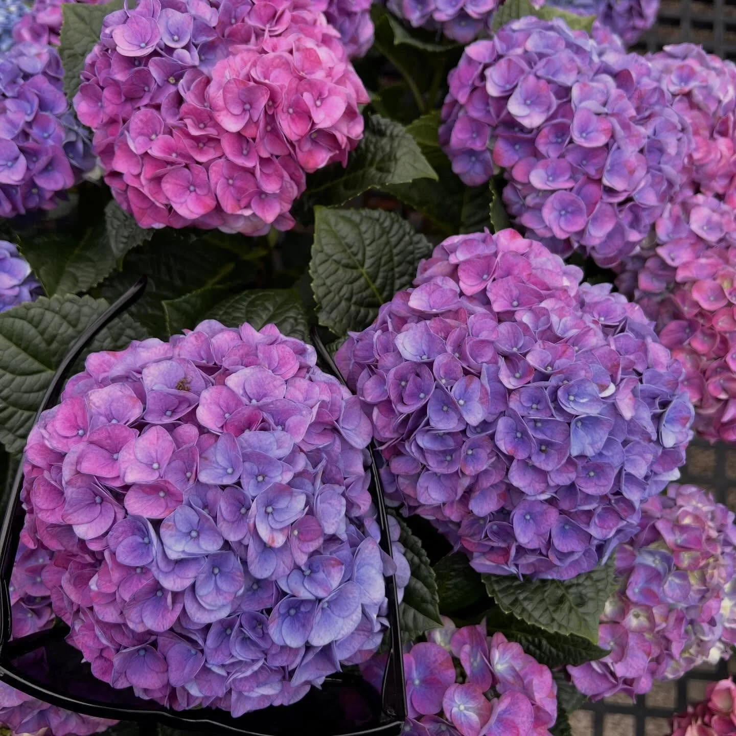 Come on now&hellip;..Aren&rsquo;t these hydrangeas GORGEOUS!!! 
Big, bold, and bursting with color!
The kind of plant that instantly makes a space feel full and alive.

Fun fact- Hydrangea colors can actually change based on soil!
More acidic soil = 