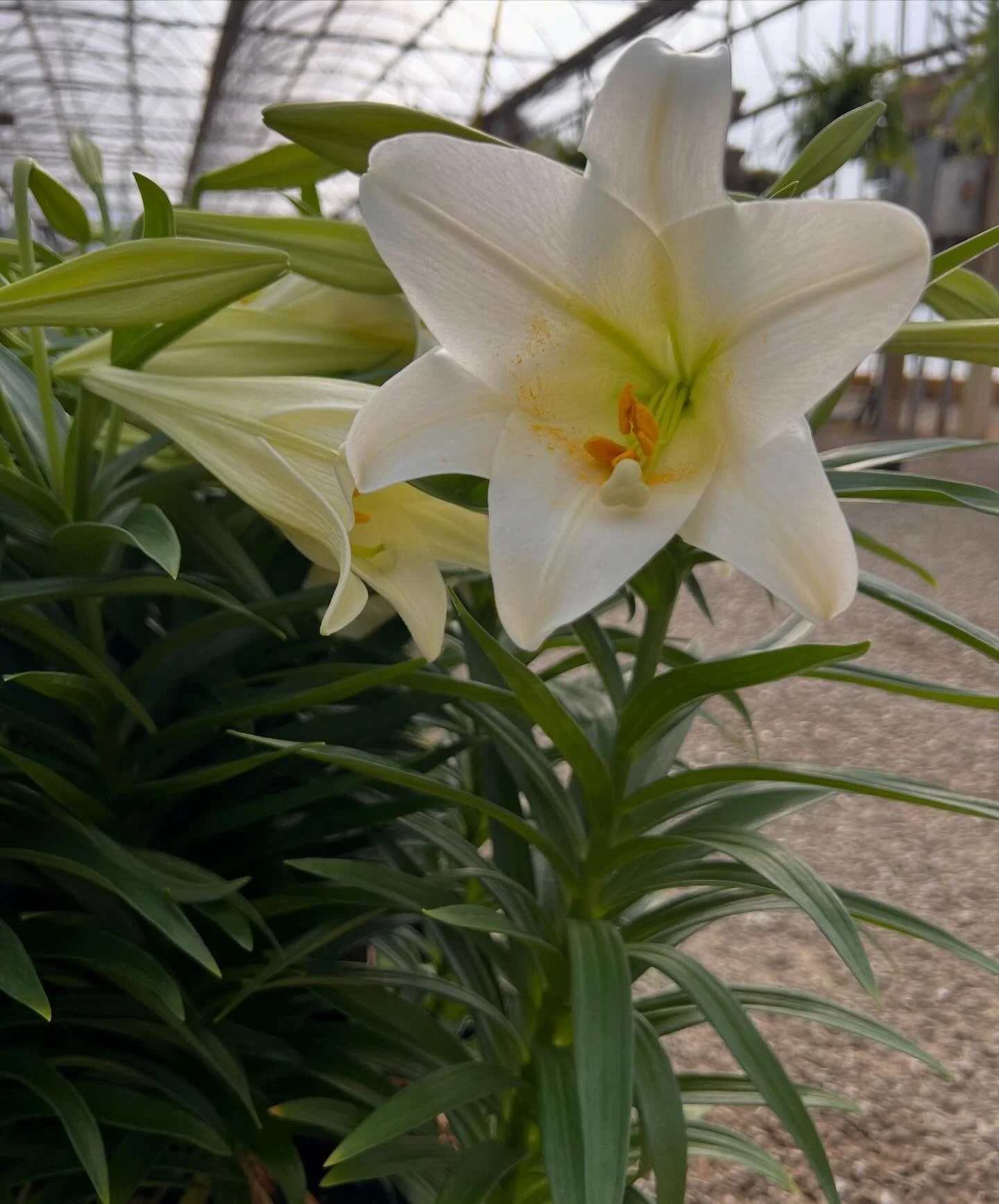 Easter lilies are available 🤍
A simple yet beautiful reminder of the hope and promise of Easter Sunday!