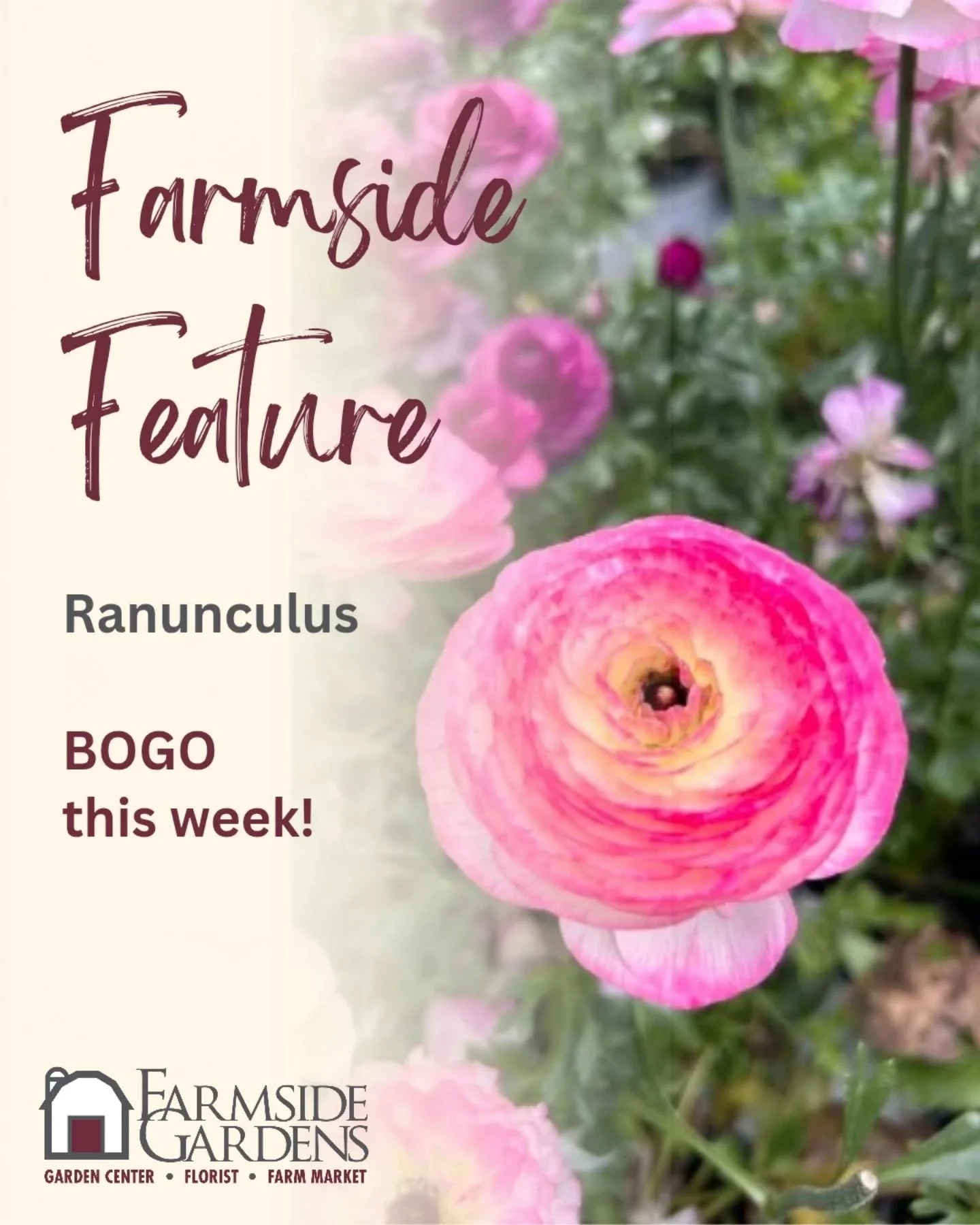 Check out these beautiful Ranunculus blooms! They're BOGO this week, just in time for Easter! 🌸