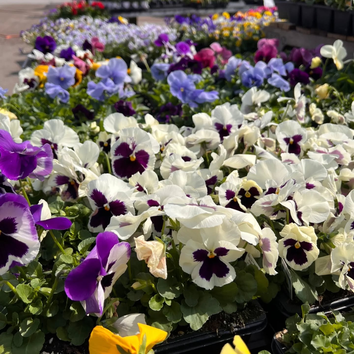 Nothing says "spring" like pansies! Come get yours this Easter weekend!