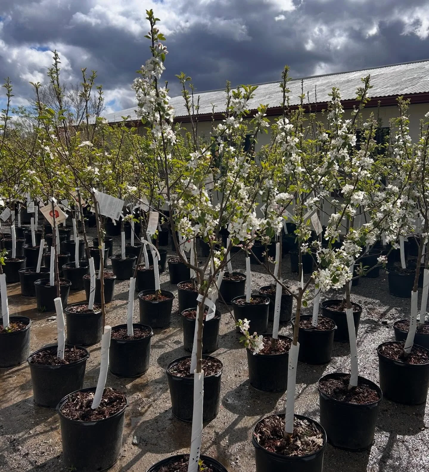 Fruit Trees Are Here! 🍎🍑🍒

There&rsquo;s nothing sweeter than stepping outside and picking fruit from your own yard&hellip; and the season starts now ✨

Our fruit trees and shrubs are fully stocked and ready to plant!

🍏 Tree Varieties Include:
A