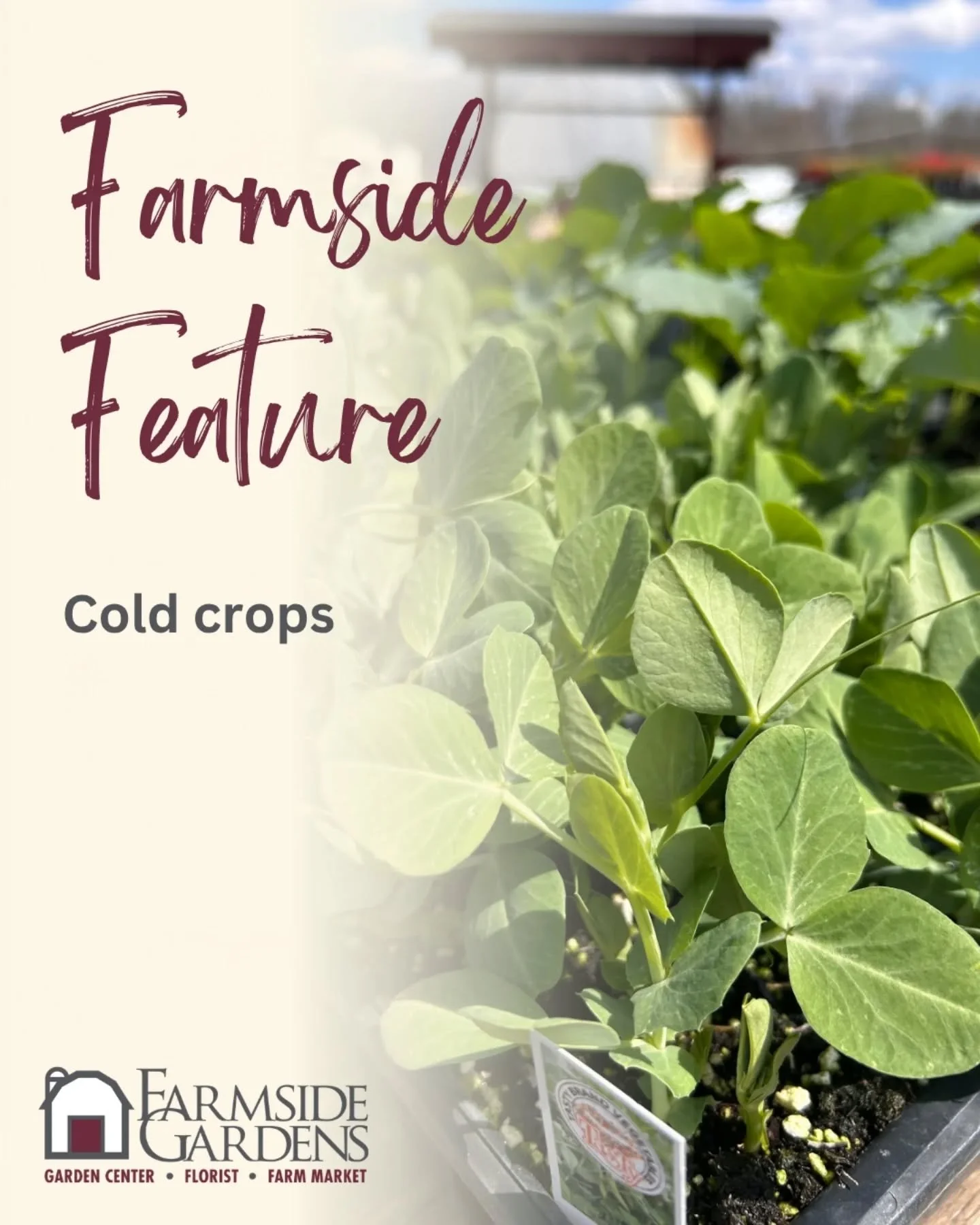 Itching to get that garden planted? We've got cold crops ready to go!

While it's still too early to plant many garden varieties, cold crops are uniquely hearty and can thrive even with the lingering cold weather. 

The following can be planted NOW a