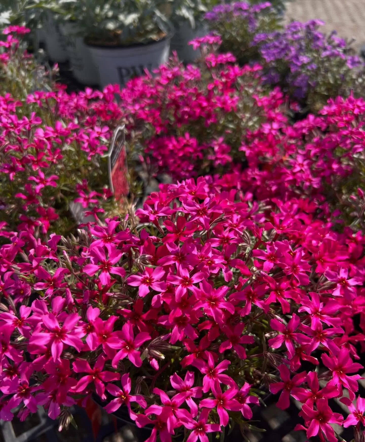 Spring is SHOWING OFF 🌸✨

And honestly&hellip; this weather has been so good &mdash; sunny days, cool breezes, and the perfect excuse to be outside 🌿

From vibrant azaleas to delicate phlox, blooming pieris, dogwoods, and the sweetest bleeding hear