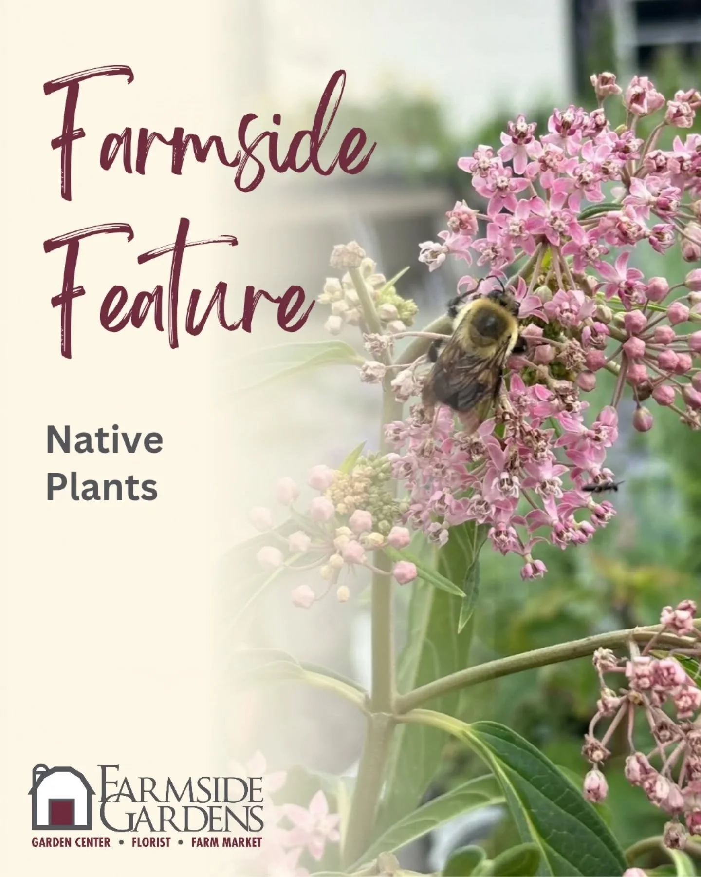 Do you see the bee in this picture? She's not just taking a rest &mdash; she's hard at work!

Bees, butterflies, and other pollinators depend on the right plants to feed and reproduce. Native plants, the ones that grow naturally in our area, provide 