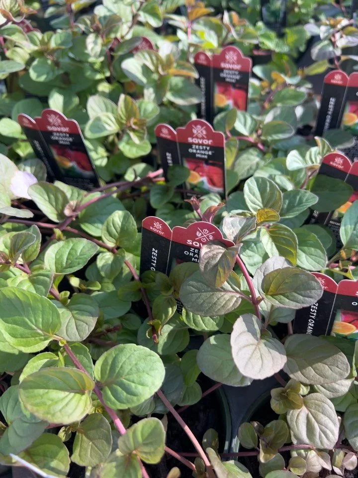 Ohhhhh herbs 🌿

From calming lavender&hellip;
to fresh lemon thyme&hellip;
to chocolate mint that actually smells like dessert&hellip;

There&rsquo;s so much to explore right now! 
Come and see for yourself!