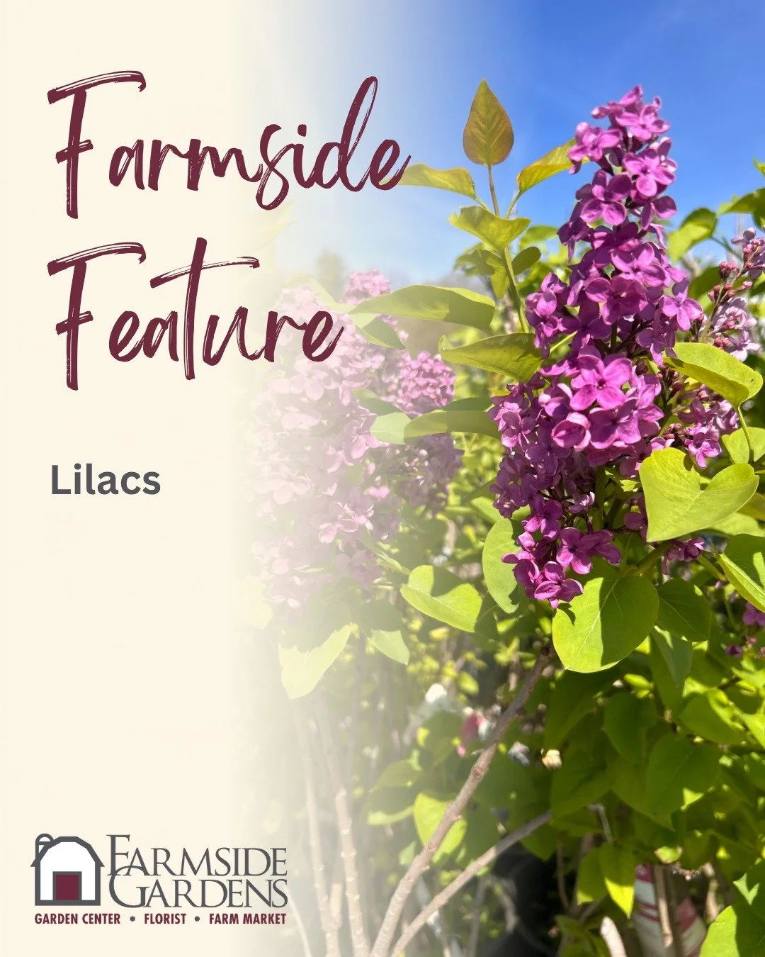 There are lots of reasons to love Lilacs, and in early spring, they're one of our favorites. Lilacs are cold-hardy, long-lived, and have a famously intense fragrance that announces spring is here! Plus, they are easy to care for once they're well est
