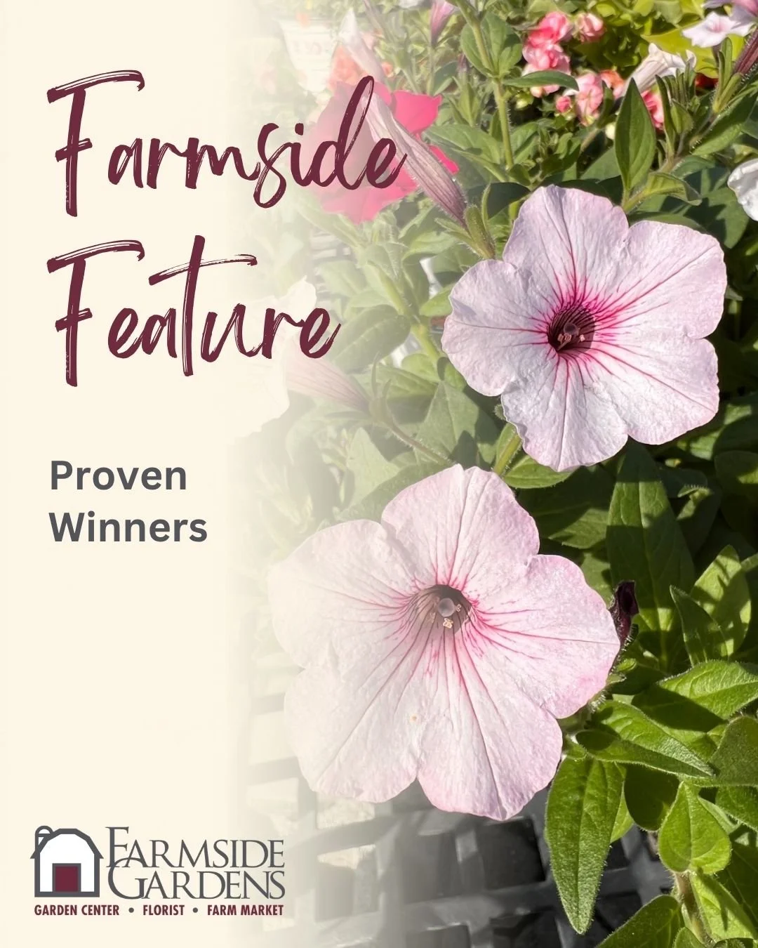We carry plants from Proven Winners because we're confident in the quality they provide. We also love some of their products, like the 30 Second Planter, which really is as simple as it sounds! These are fully grown combinations, ready to drop into a