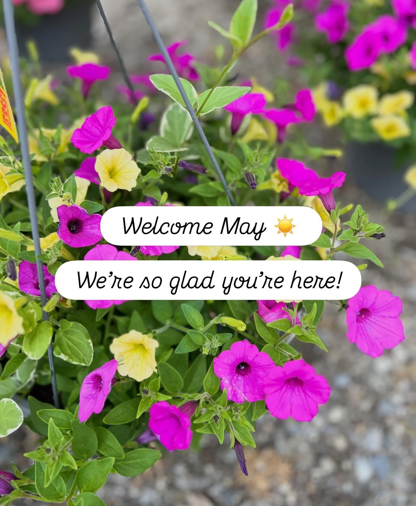 One of our favorite months is finally here! 

Fresh blooms, busy greenhouse days, sunshine, planting season, and all the beauty May brings with it! 🌸☀️

We love May around here!
