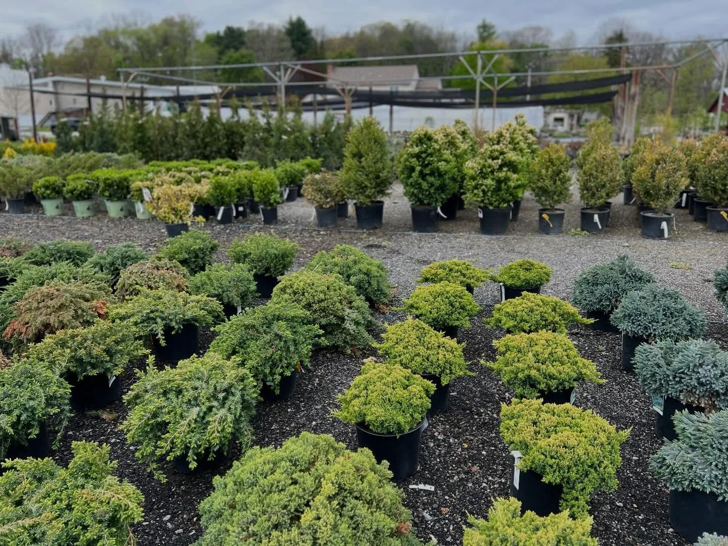 Looking to build your landscape? 🌳
We&rsquo;re fully stocked with trees + shrubs&mdash;from statement pieces to everyday favorites!

Here to help you find the perfect fit for your space!

#gardencenter #provenwinners #trees #shrubs #landscape